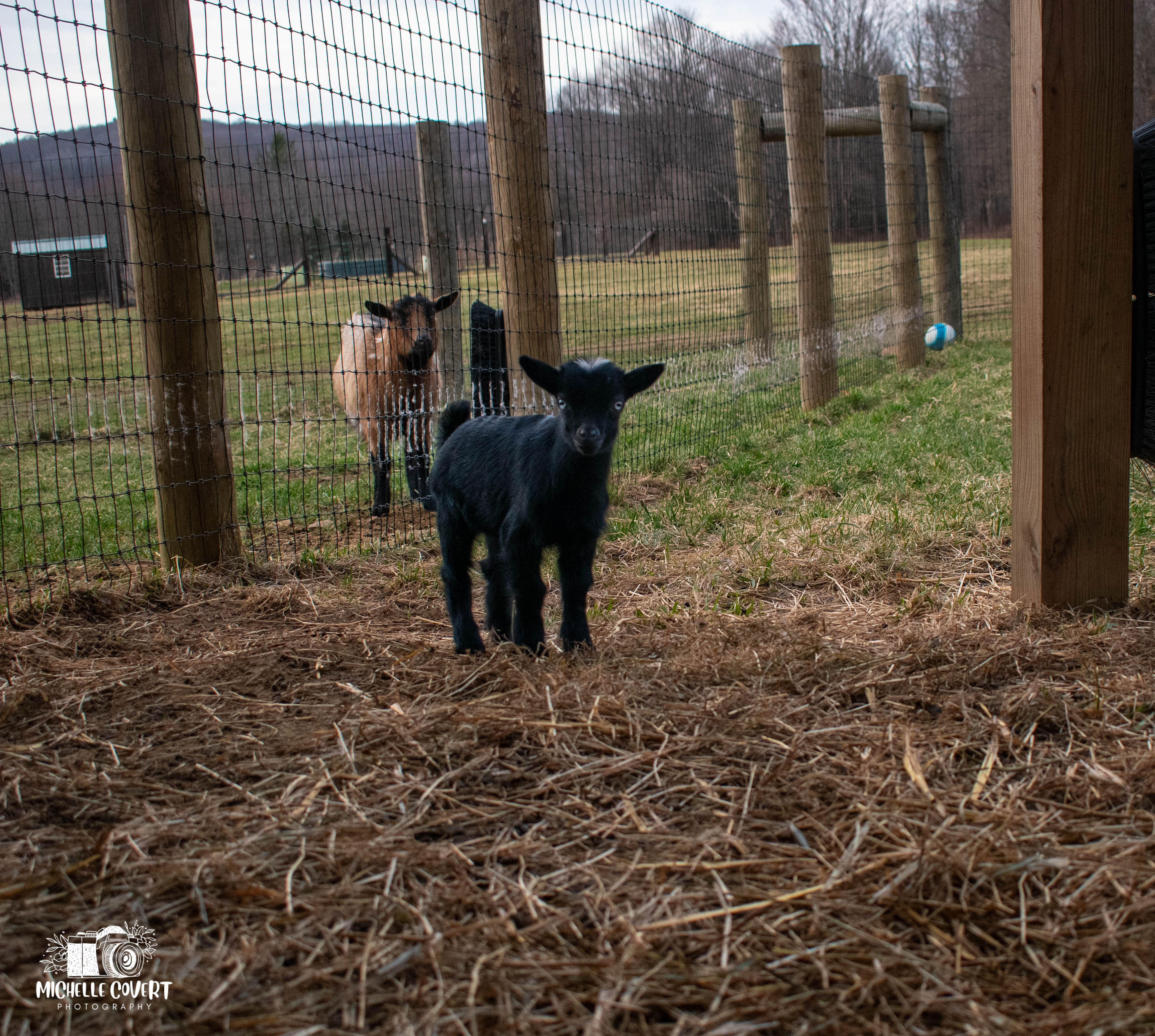 (SOLD) Lucy's - T3 Doeling (twin litter)