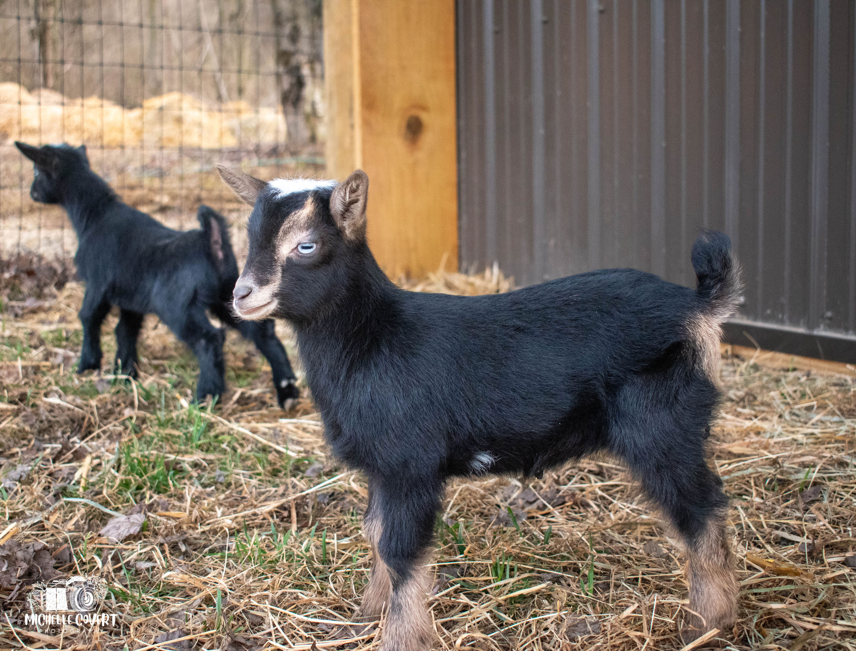 (SOLD) Lucy's - T4 Doeling (twin litter)
