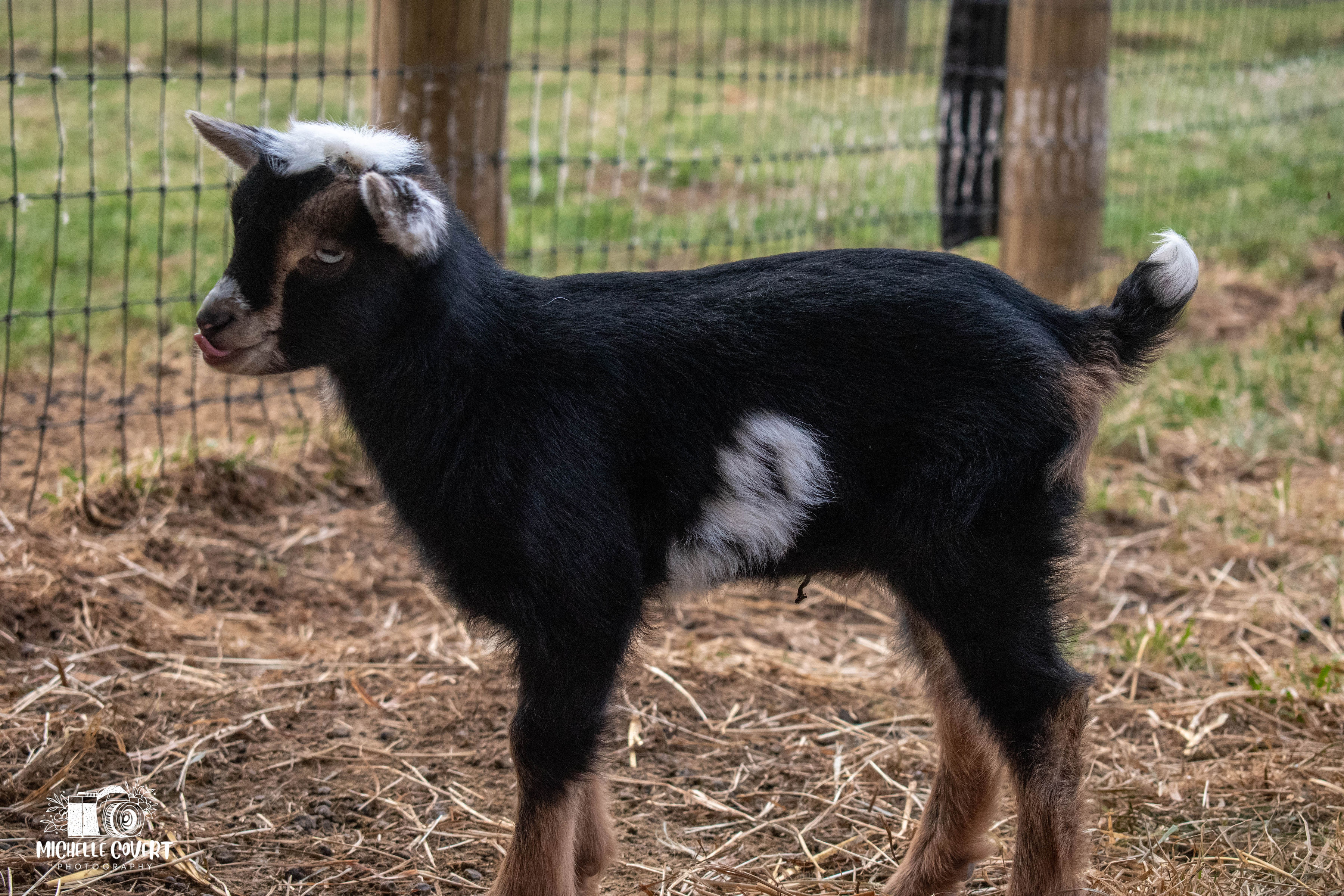 (SOLD) Martha's - T1 Buckling (twin litter)