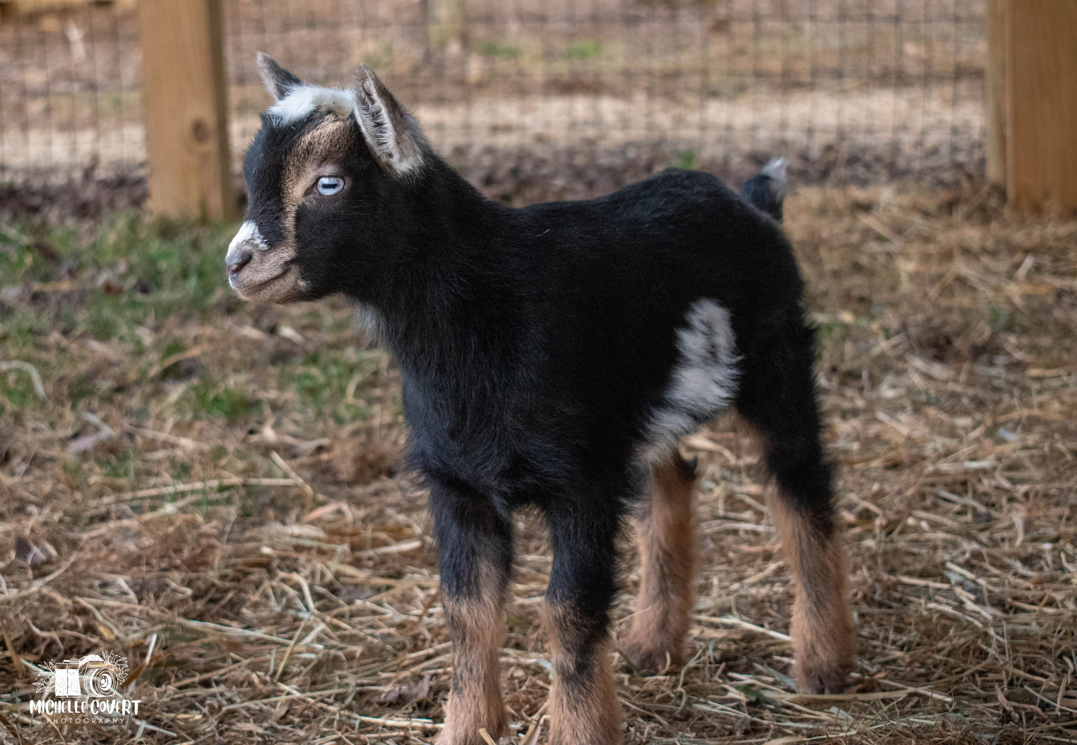 (SOLD) Martha's - T1 Buckling (twin litter)