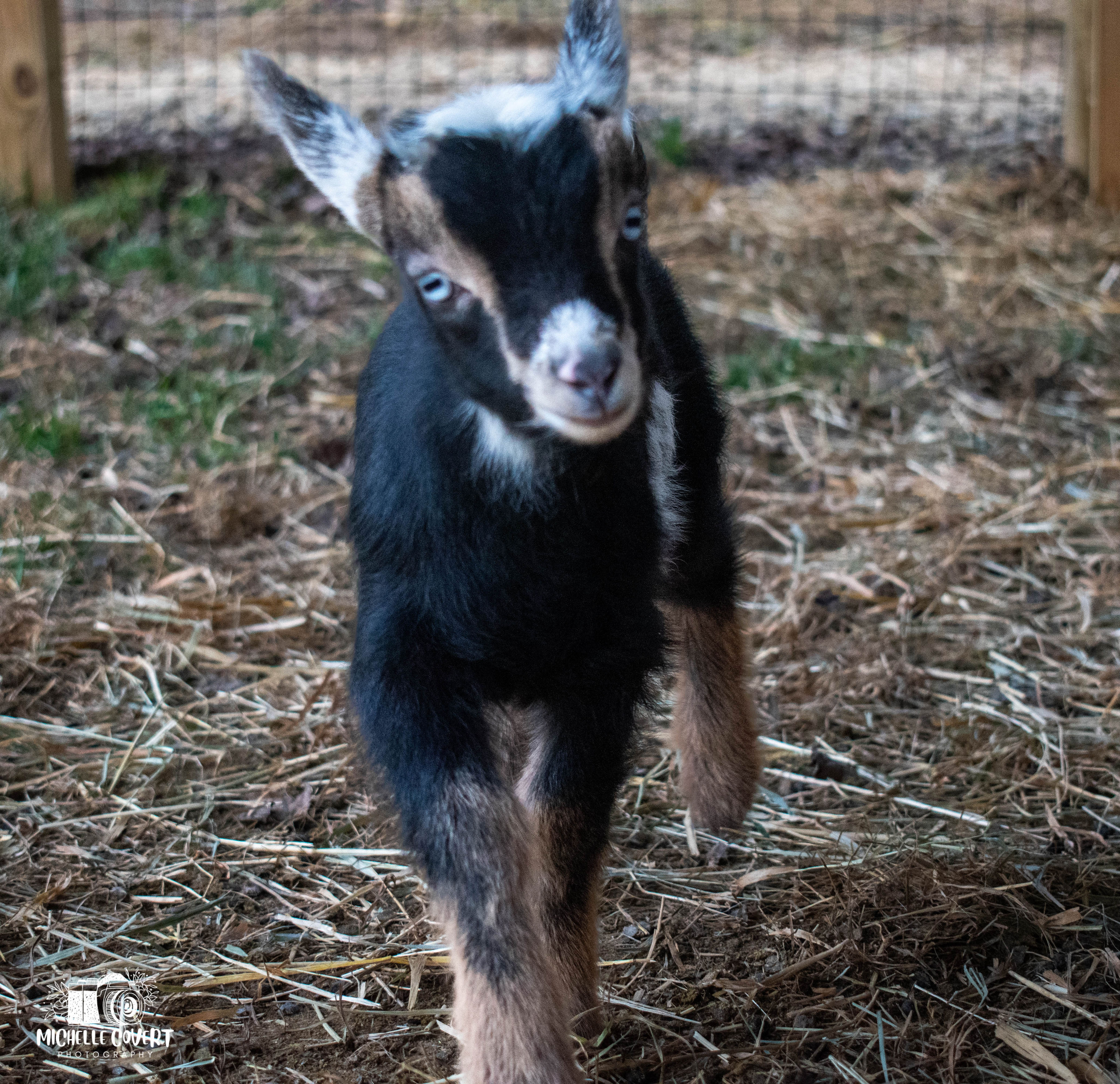(SOLD) Martha's - T1 Buckling (twin litter)