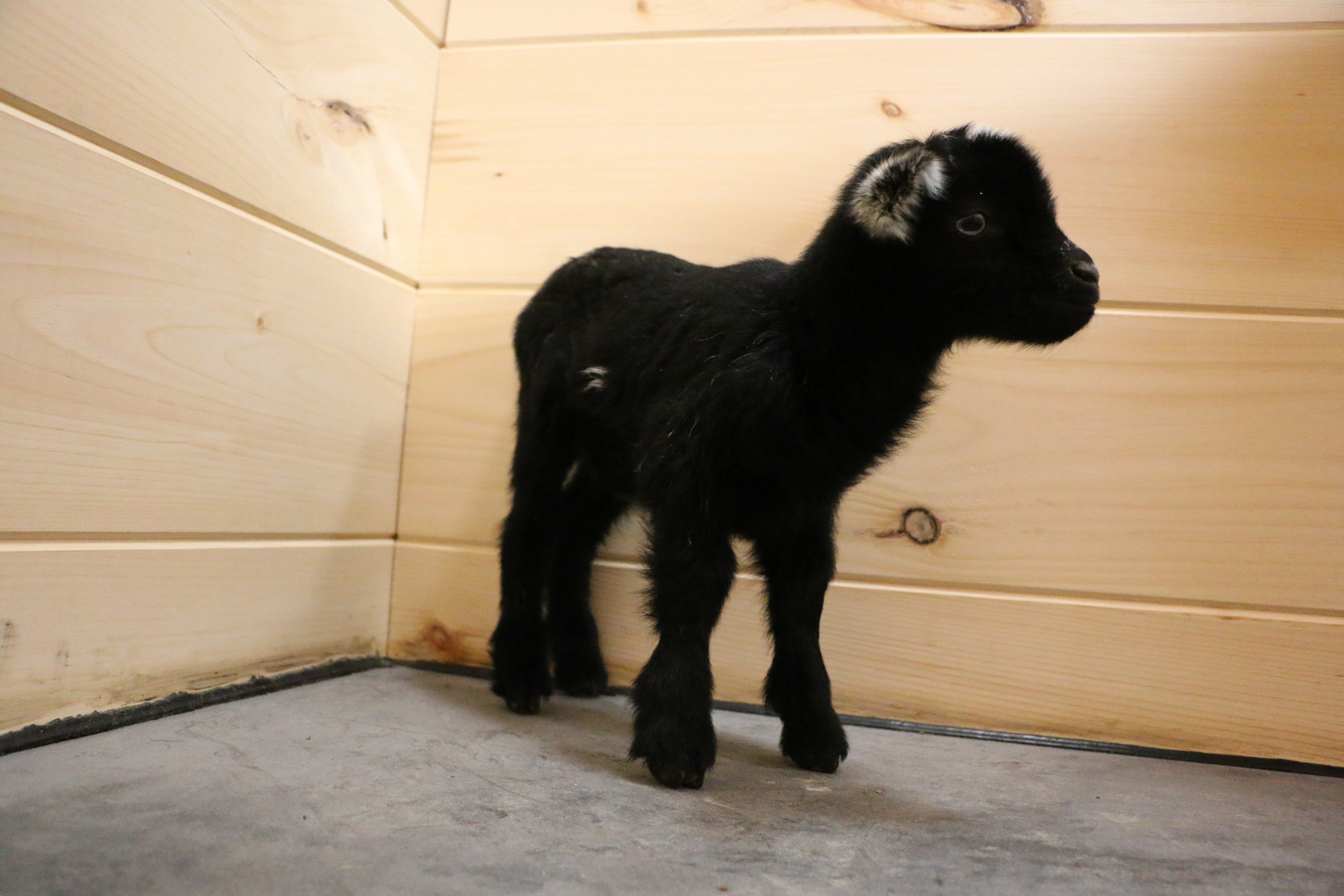 (SOLD) Clove's - T8 Buckling (twin litter)