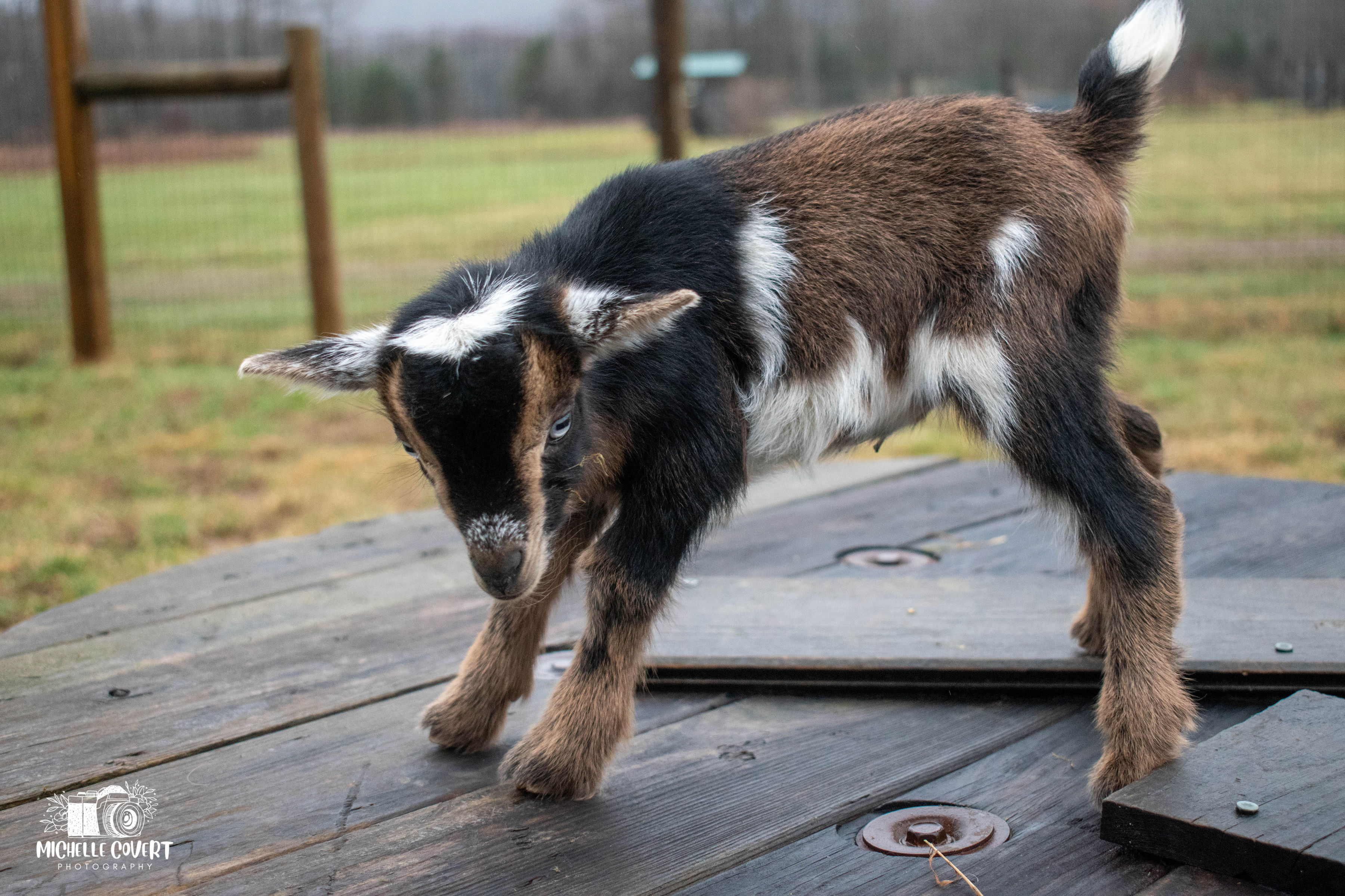 (SOLD) Clove's - T7 Doeling (twin litter)