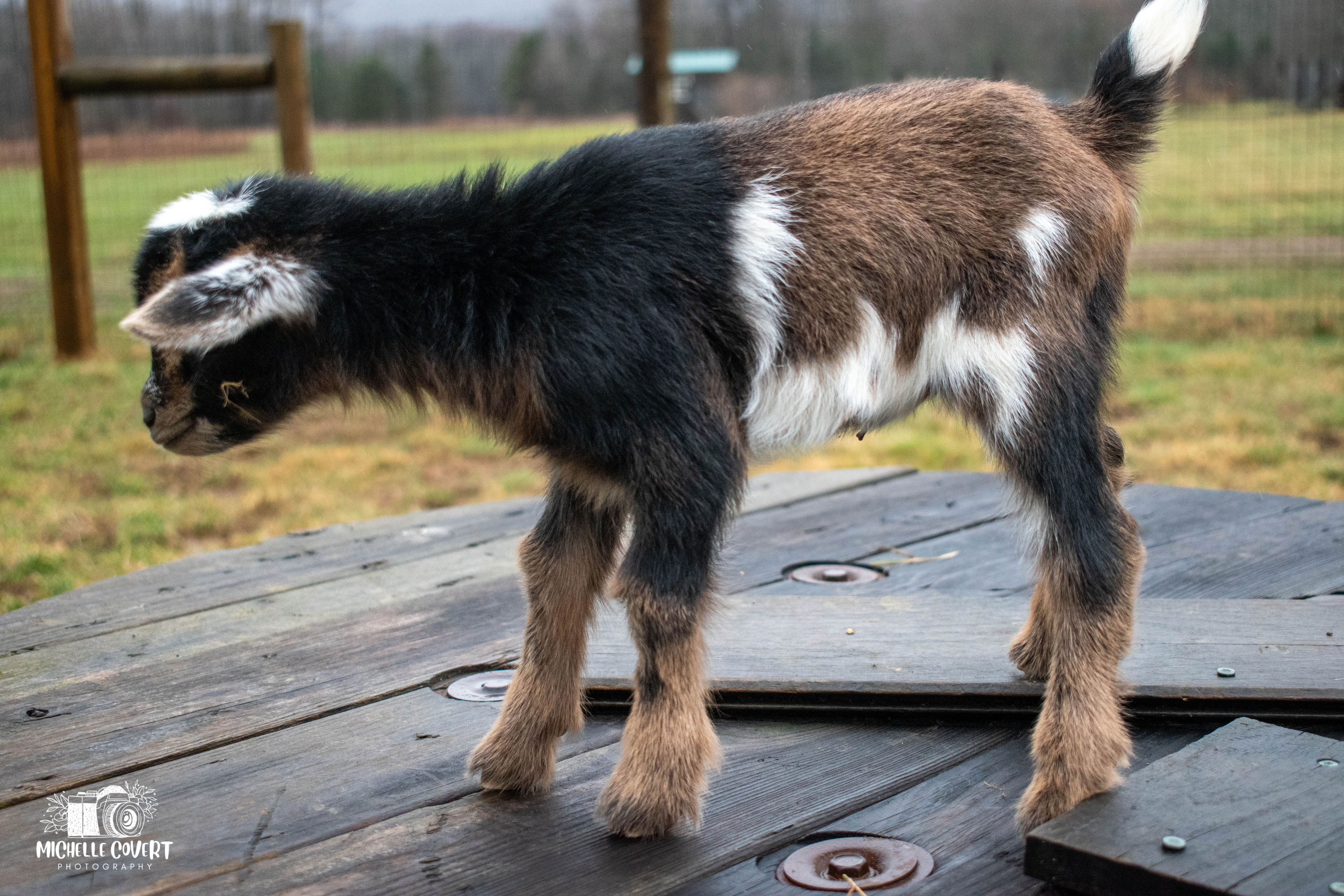 (SOLD) Clove's - T7 Doeling (twin litter)