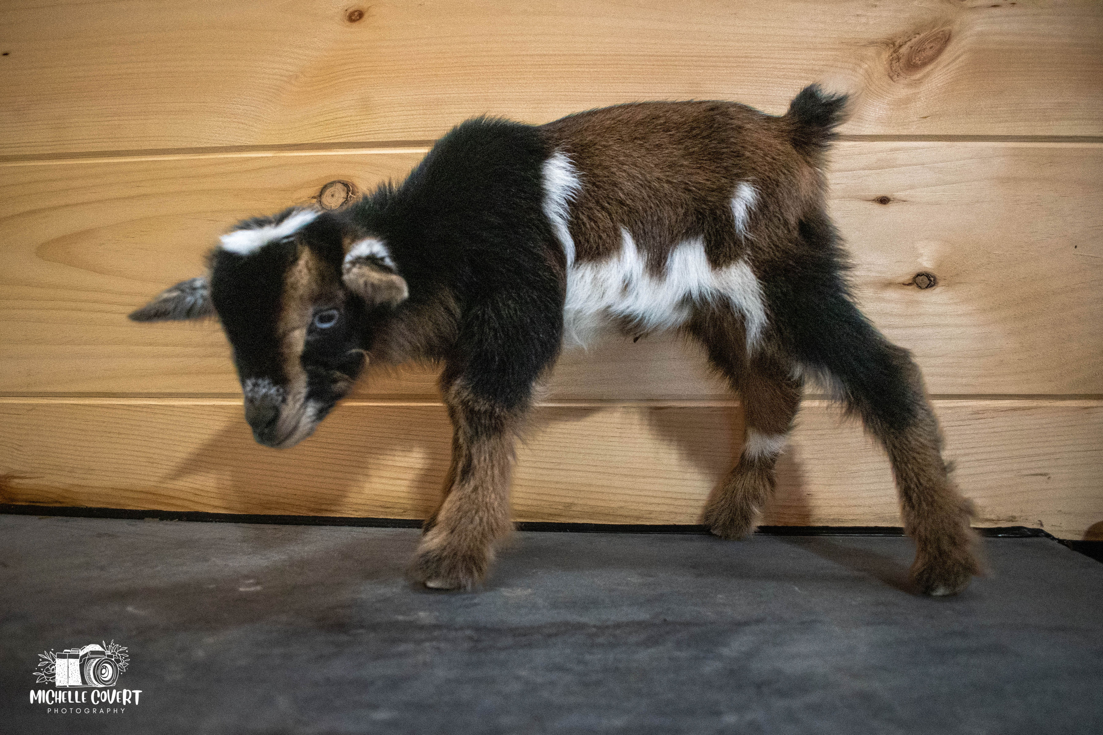 (SOLD) Clove's - T7 Doeling (twin litter)