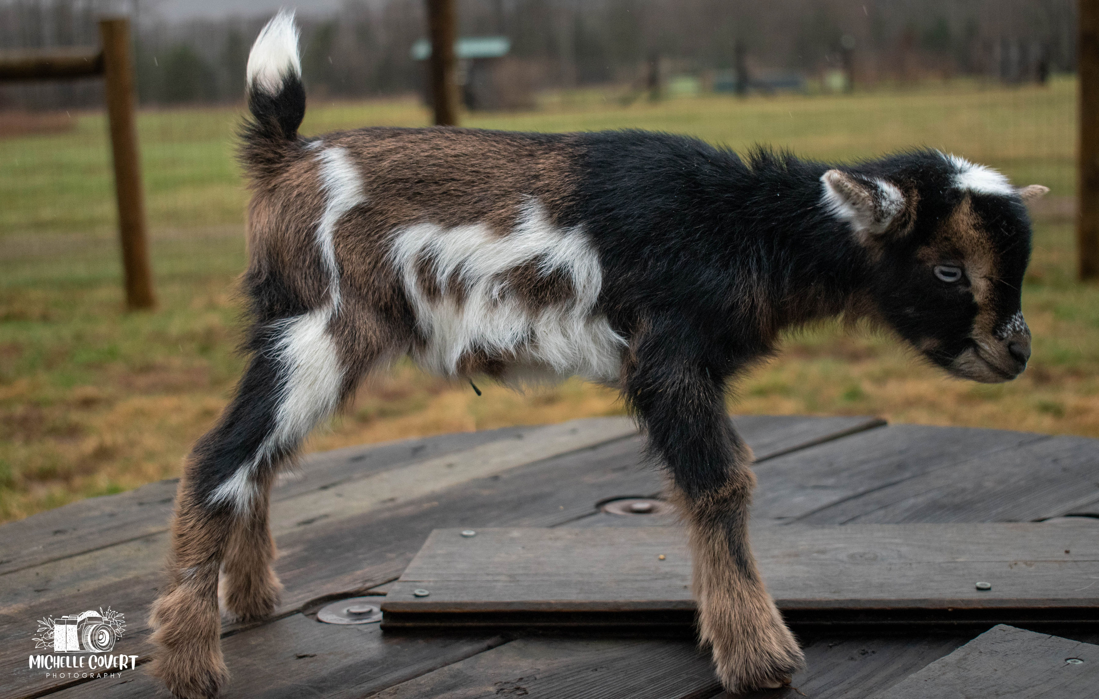 (SOLD) Clove's - T7 Doeling (twin litter)