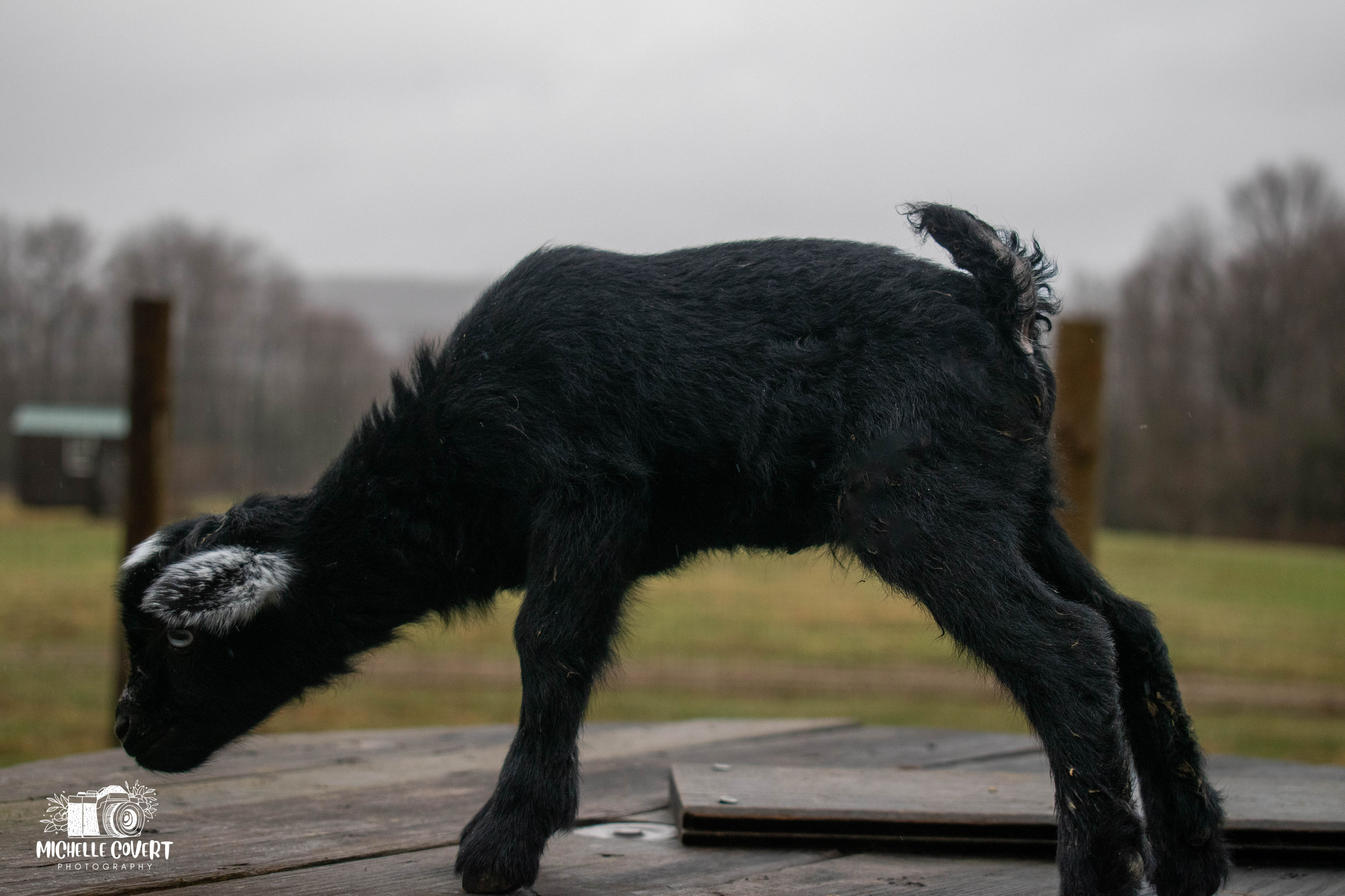 (SOLD) Clove's - T8 Buckling (twin litter)