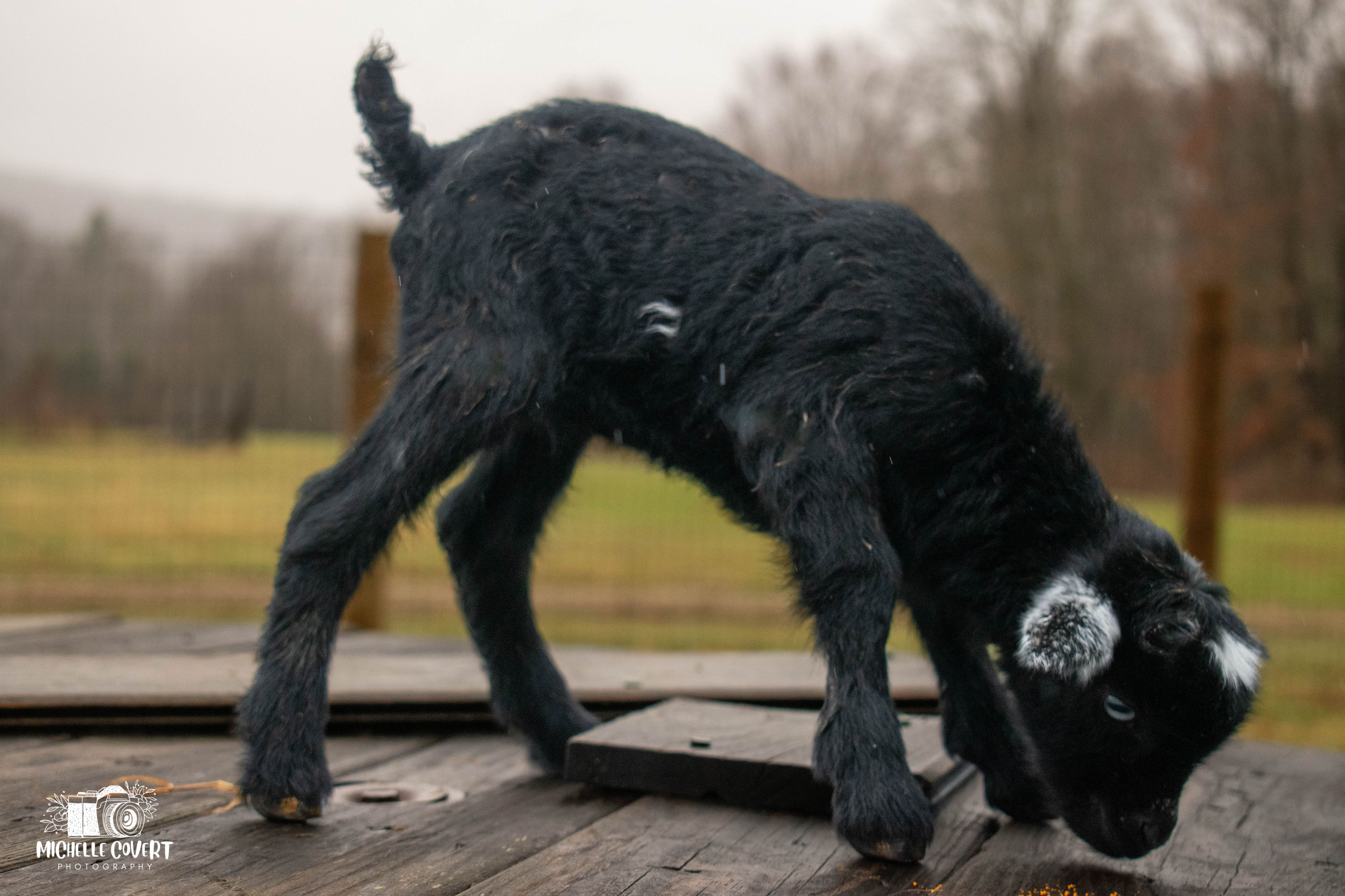 (SOLD) Clove's - T8 Buckling (twin litter)