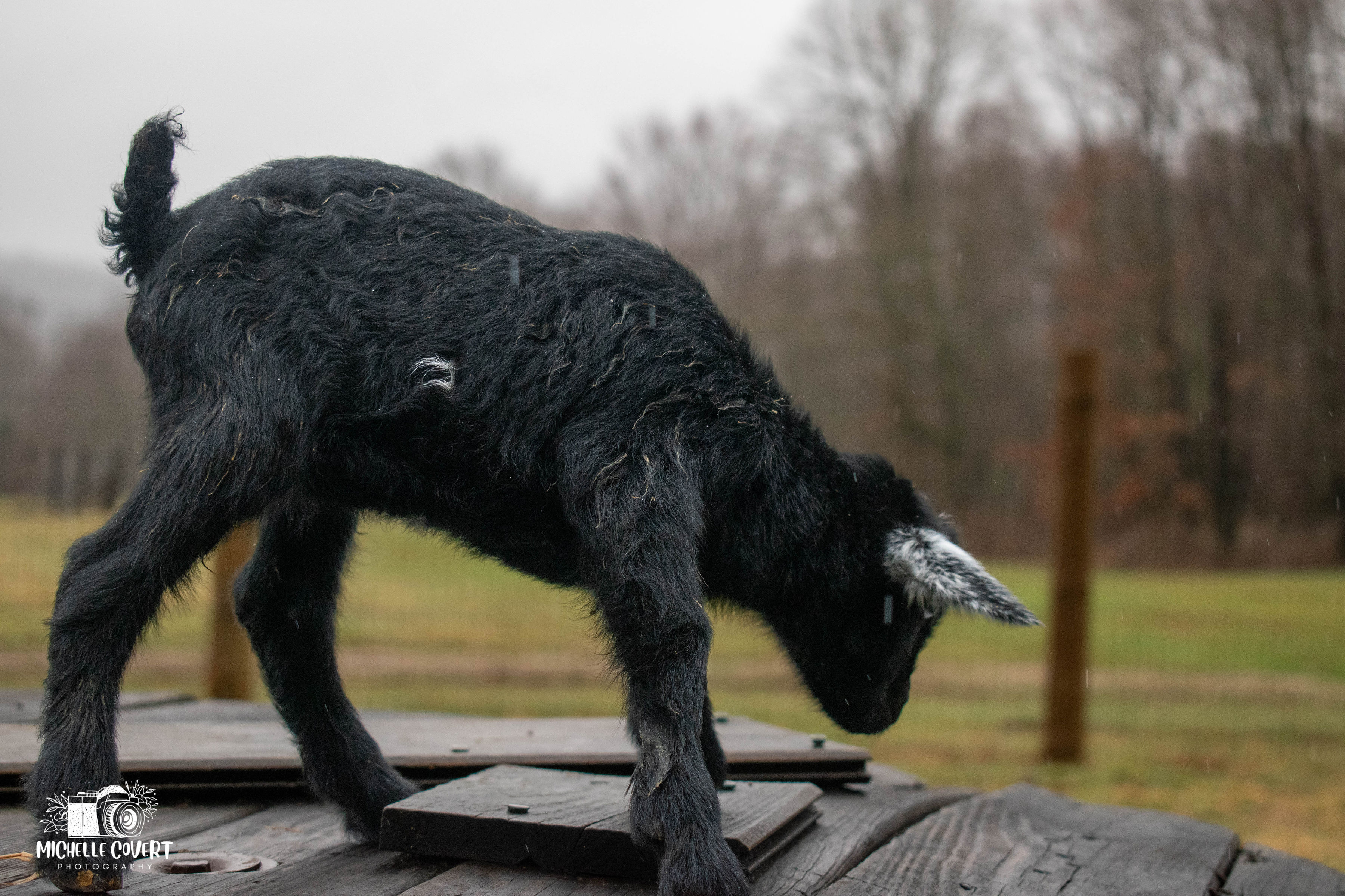 (SOLD) Clove's - T8 Buckling (twin litter)