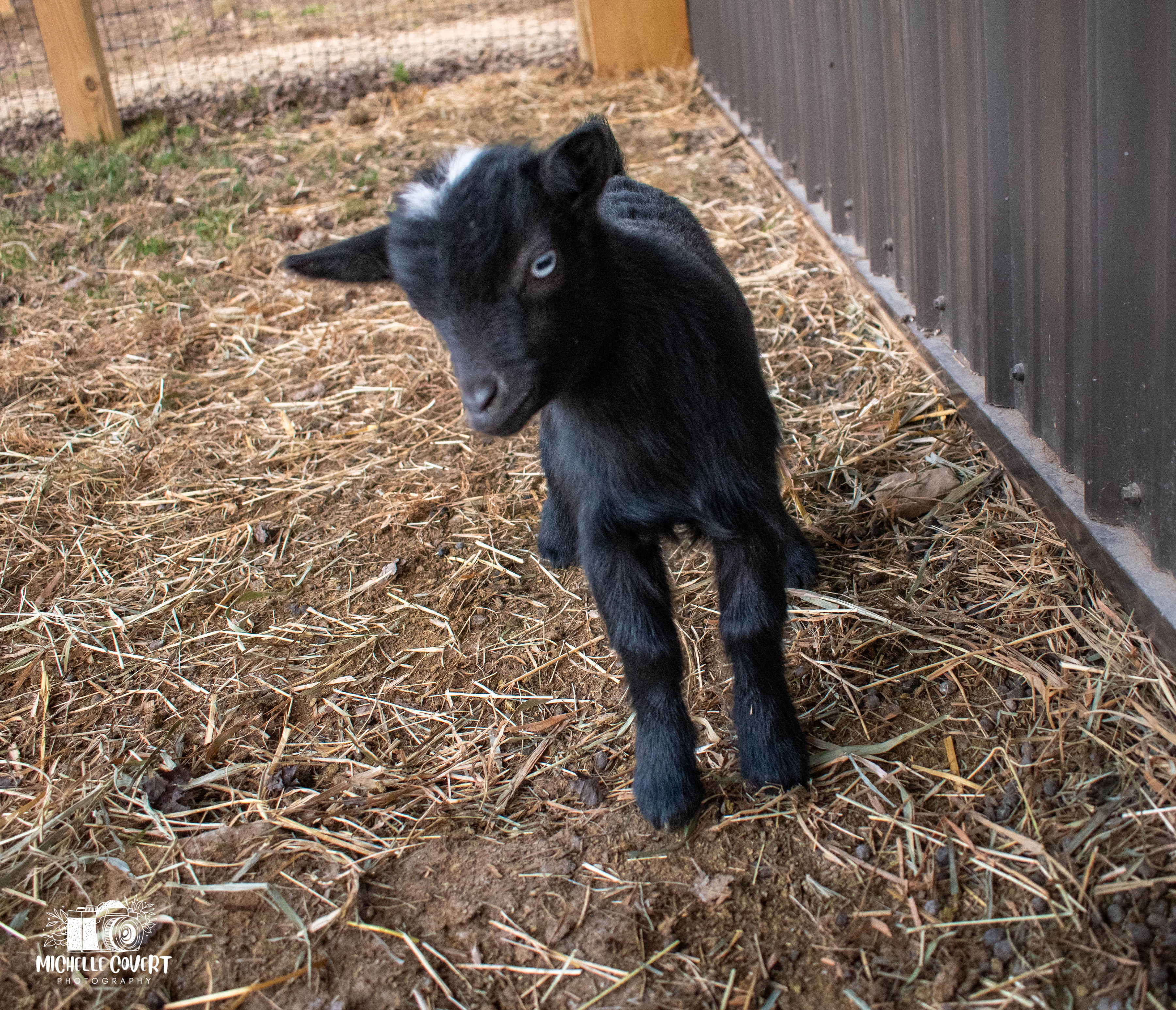 (SOLD) Lucy's - T3 Doeling (twin litter)