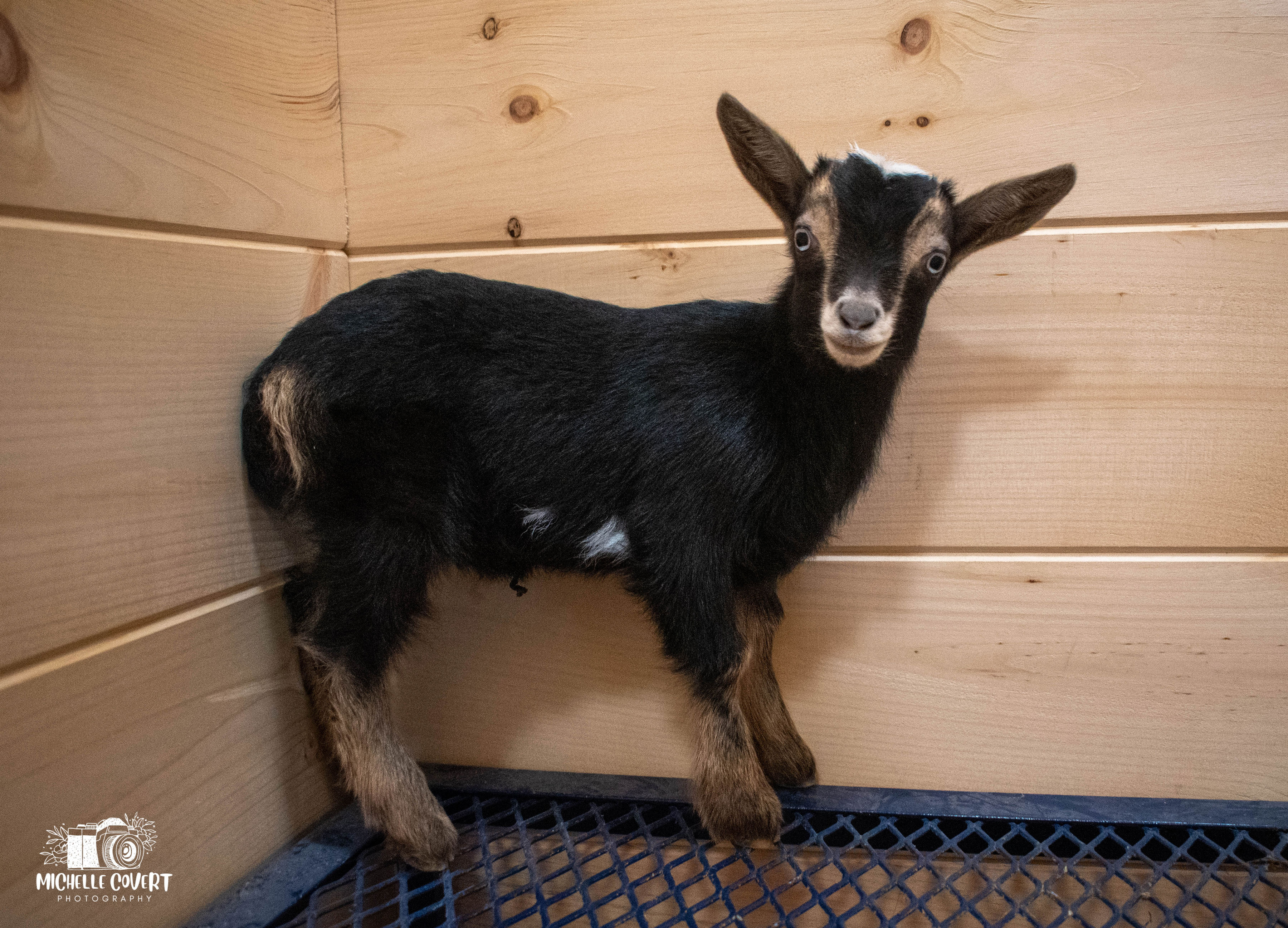 (SOLD) Lucy's - T4 Doeling (twin litter)