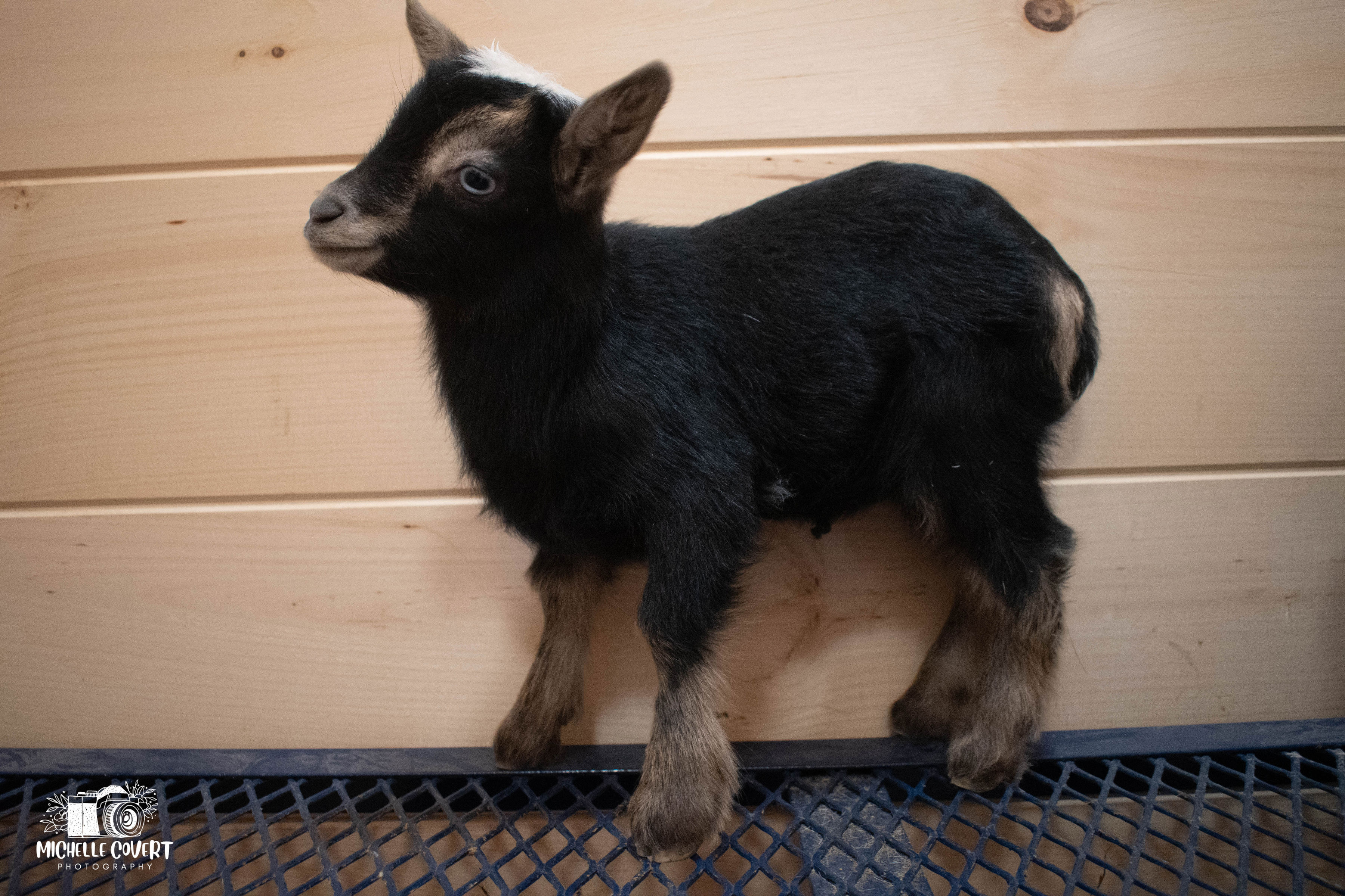 (SOLD) Lucy's - T4 Doeling (twin litter)