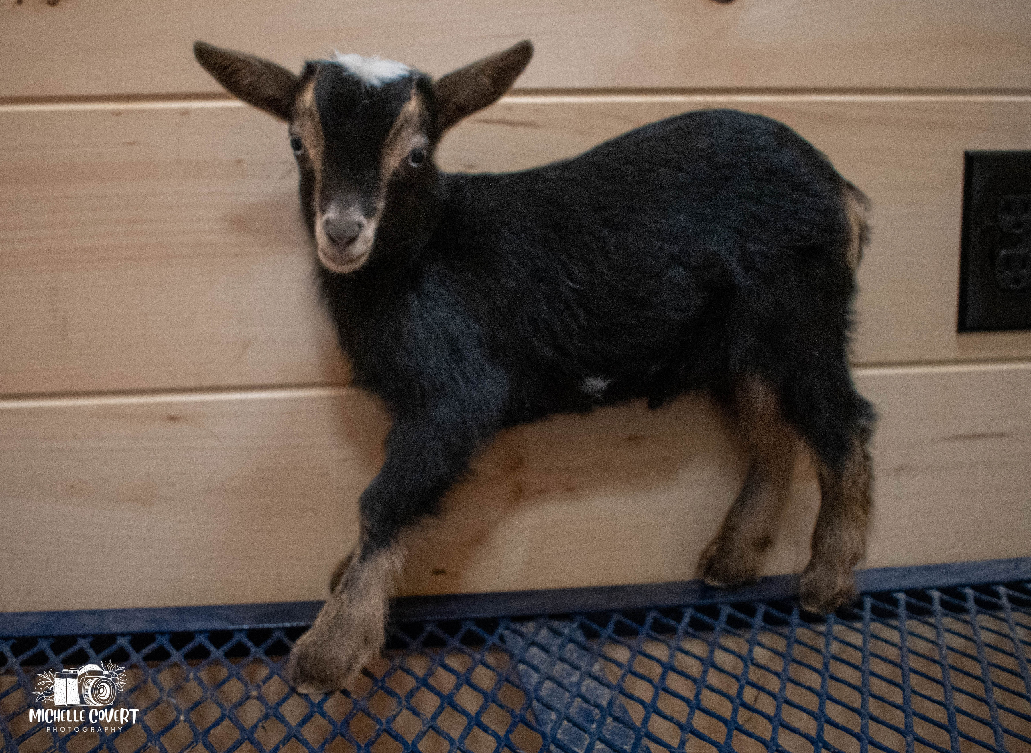 (SOLD) Lucy's - T4 Doeling (twin litter)