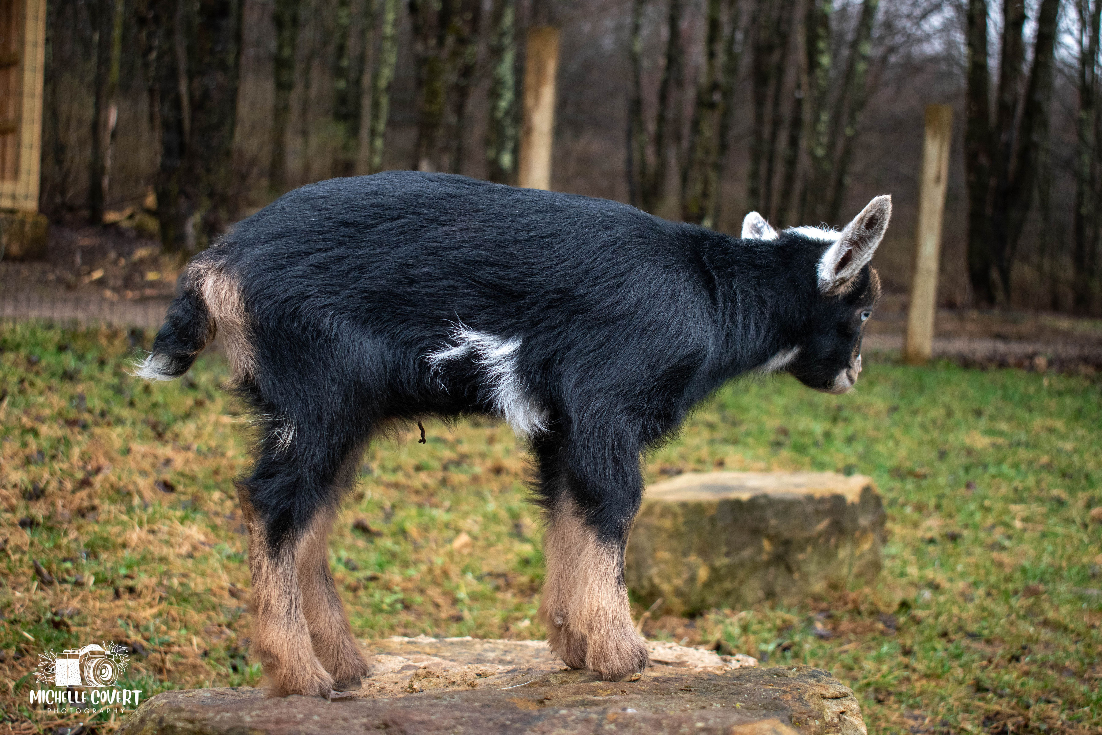 (SOLD) Martha's - T1 Buckling (twin litter)