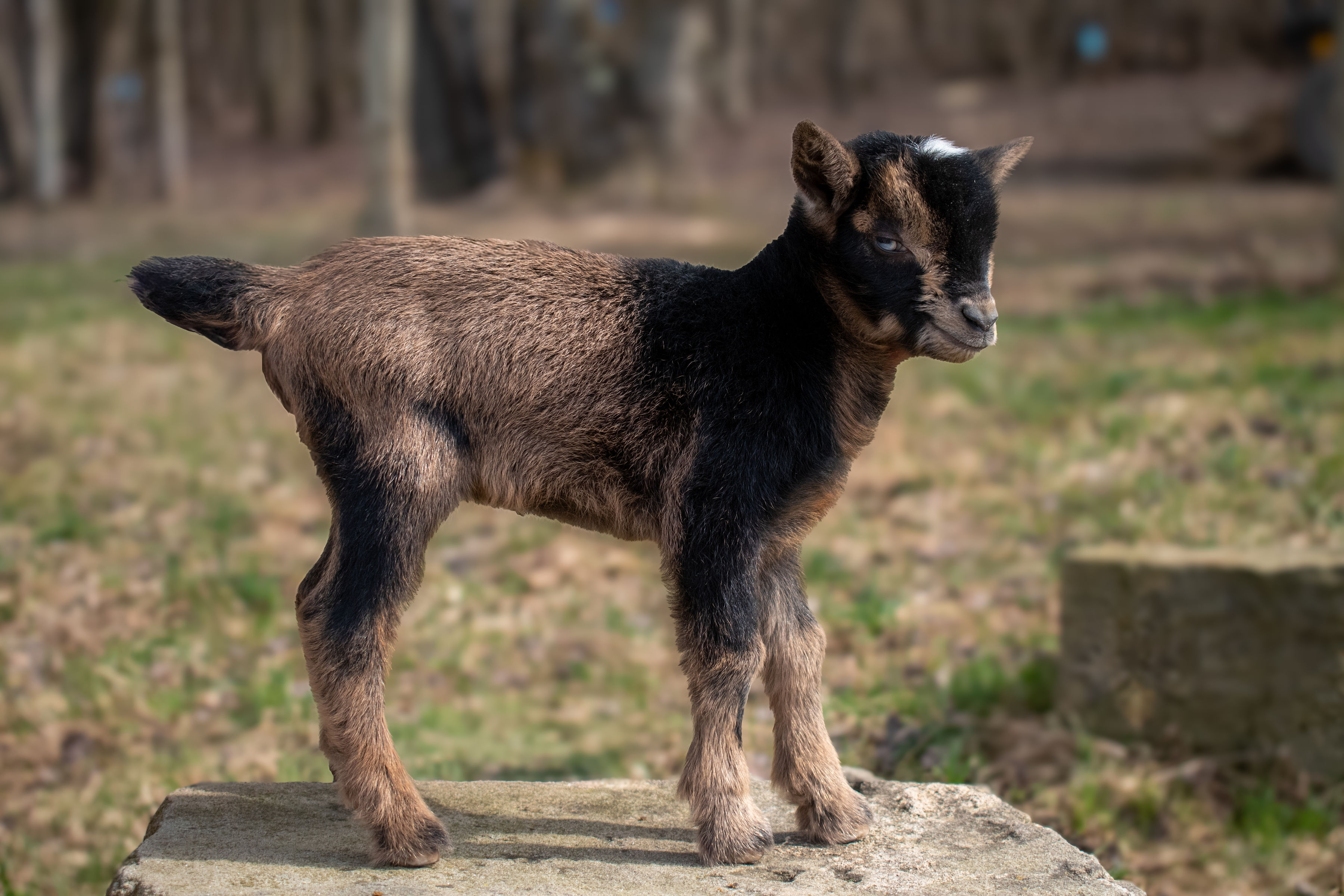 Clove's - V8 Doeling (twin litter)