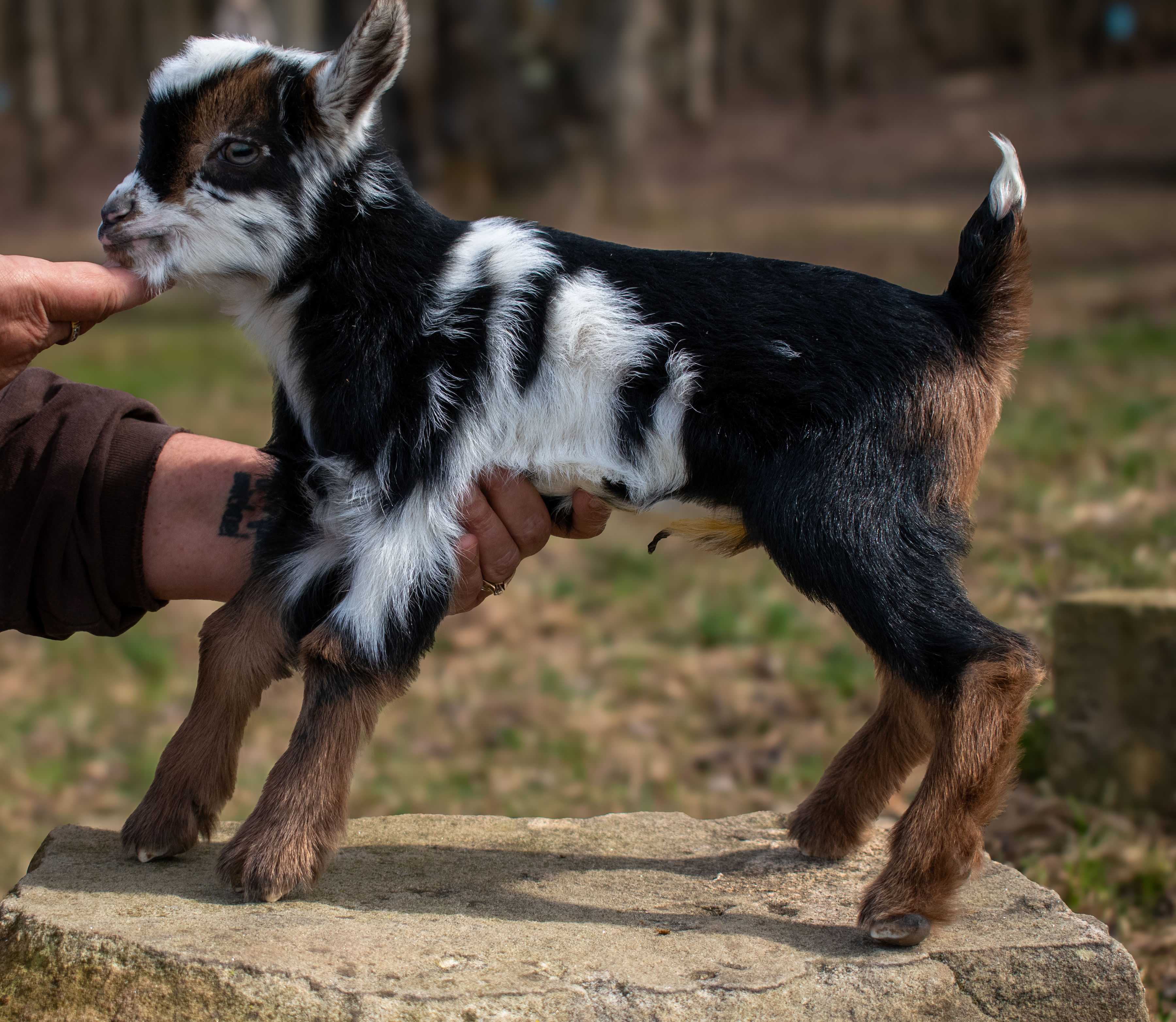(SOLD) Martha's - V4 Buckling (triplet litter)