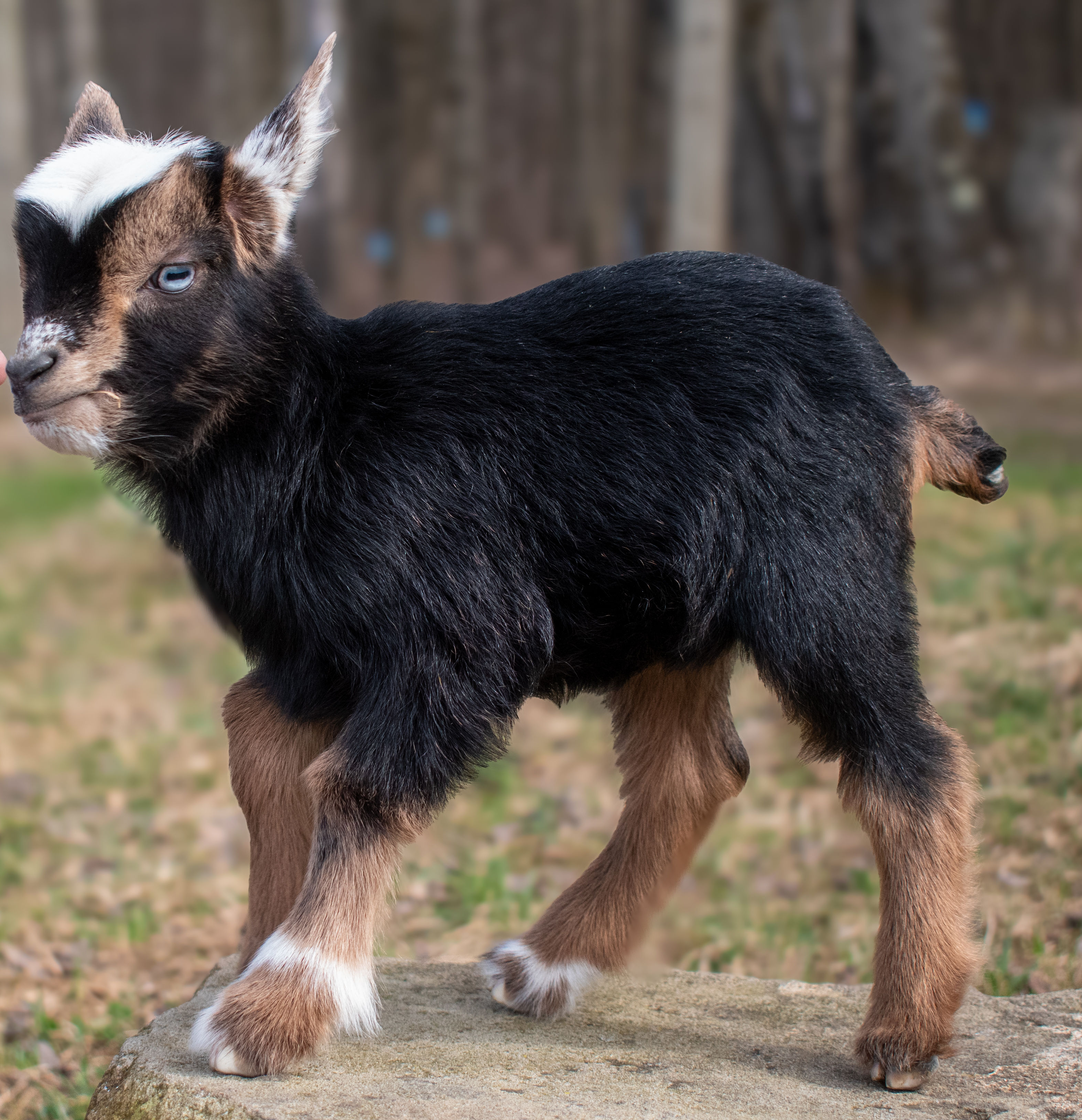 Poppy's - V2 Doeling (triplet litter)