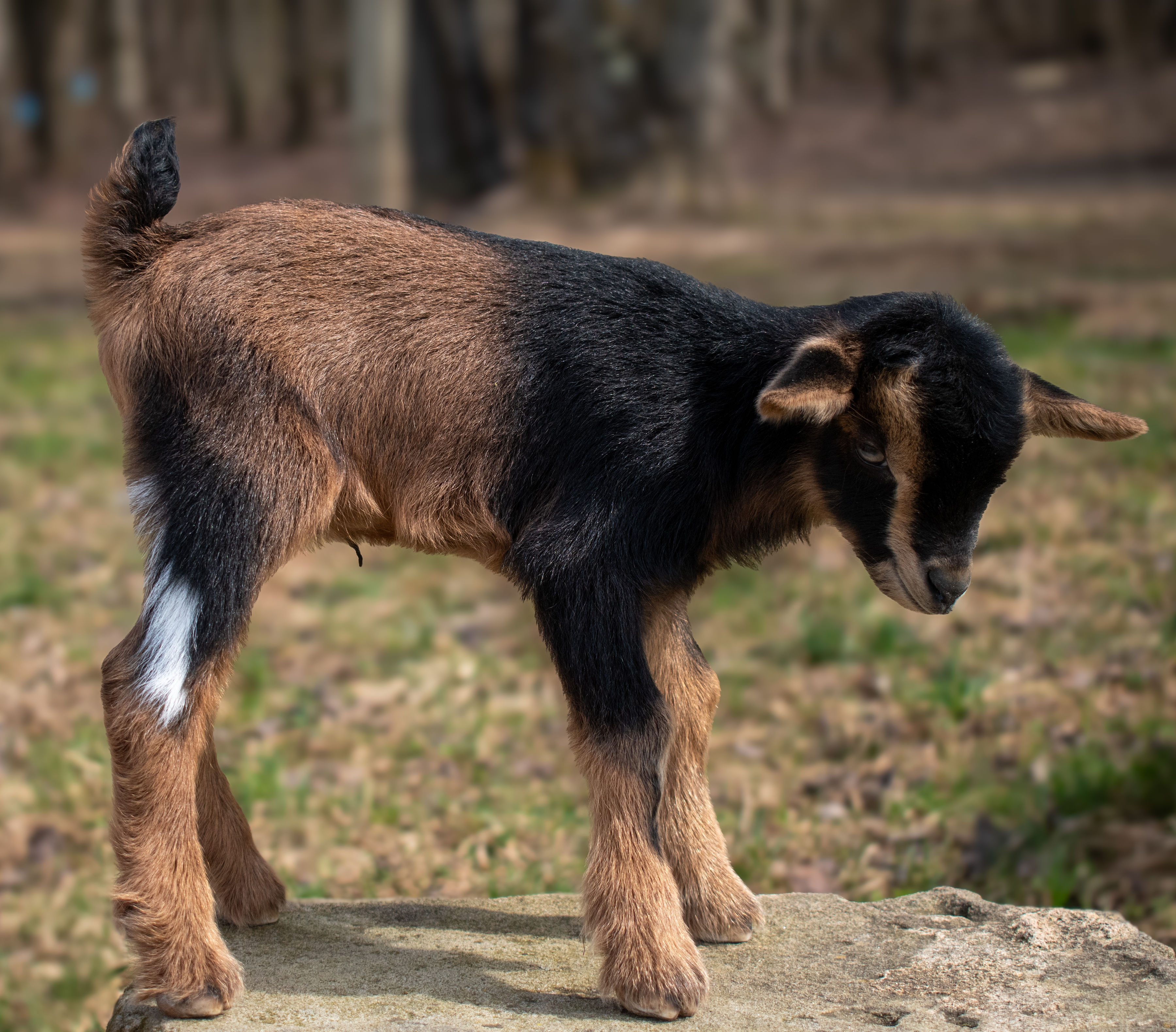 Clove's - V7 Buckling (twin litter)