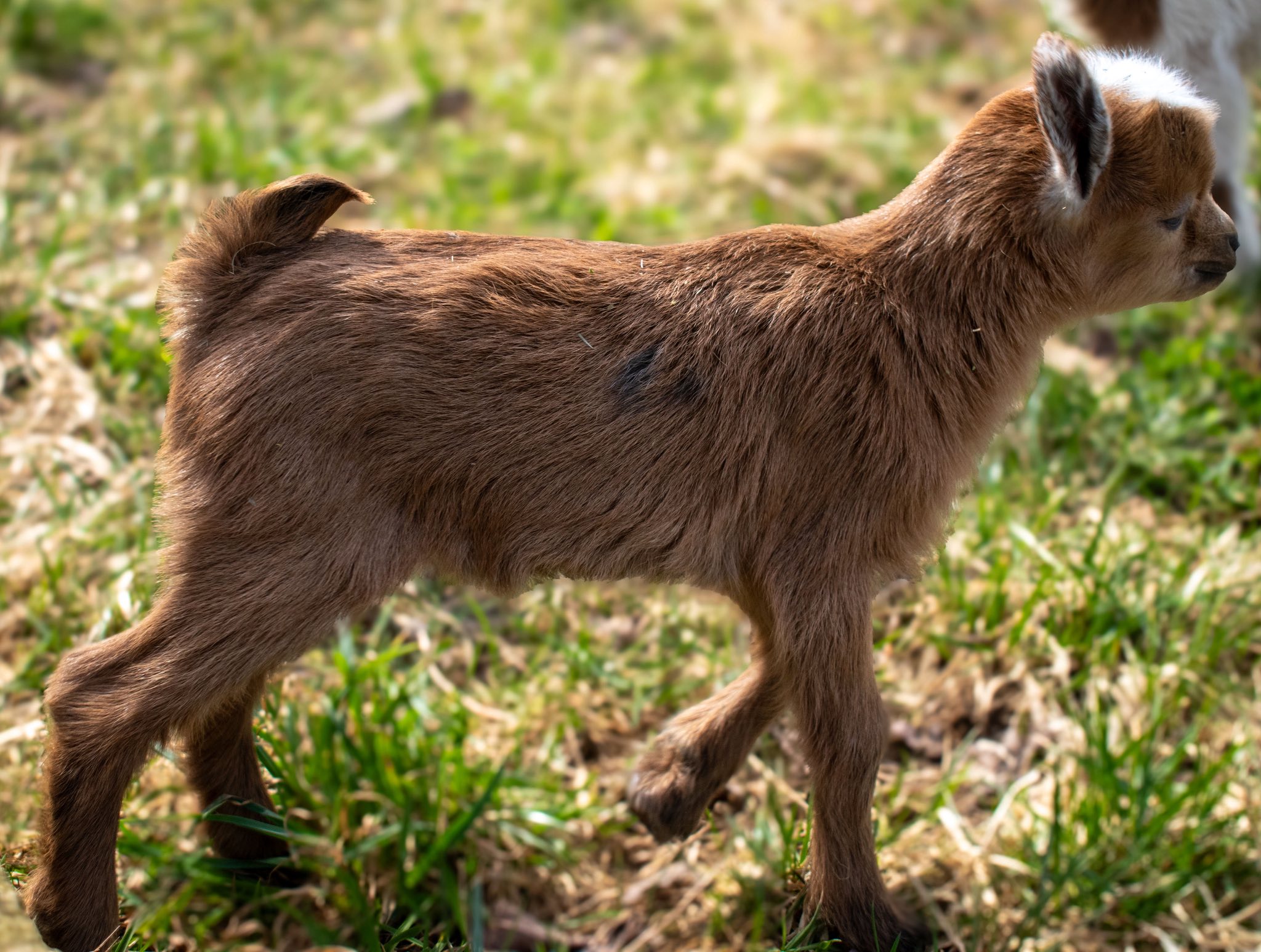 (SOLD) Martha's - V5 Doeling (triplet litter)