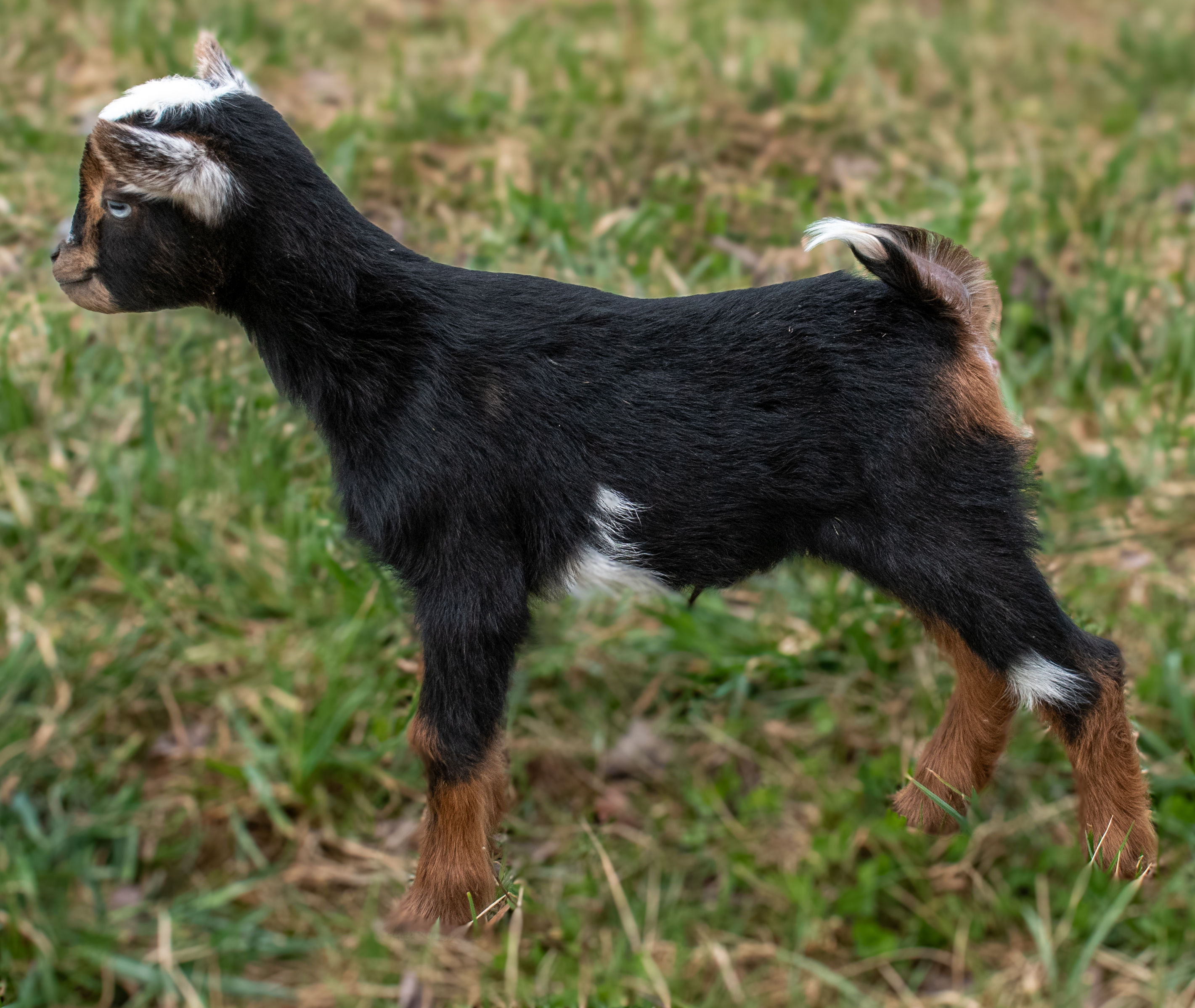 Martha's - V6 Doeling (triplet litter)