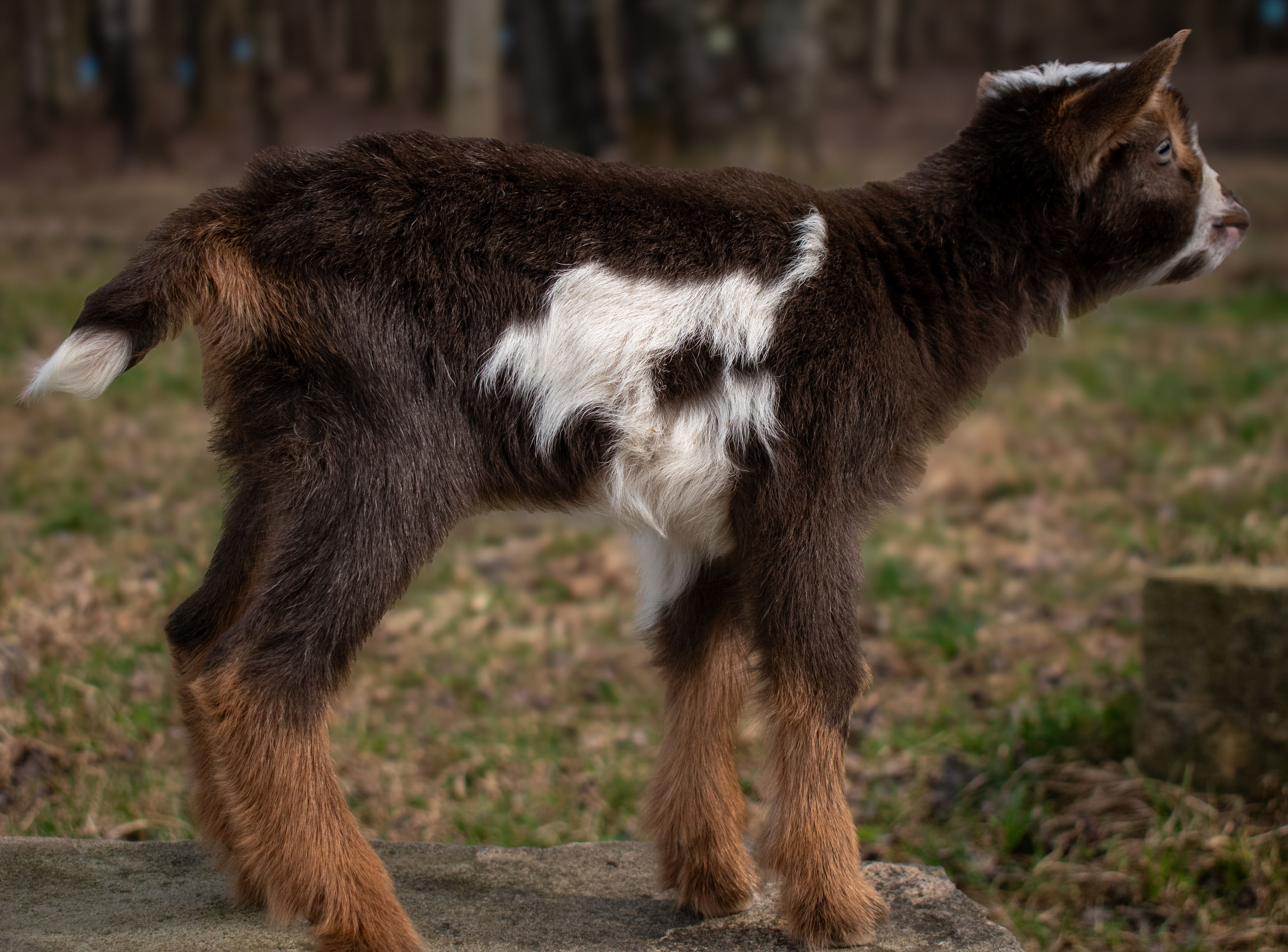 (SOLD) Poppy's - V3 Doeling (triplet litter)
