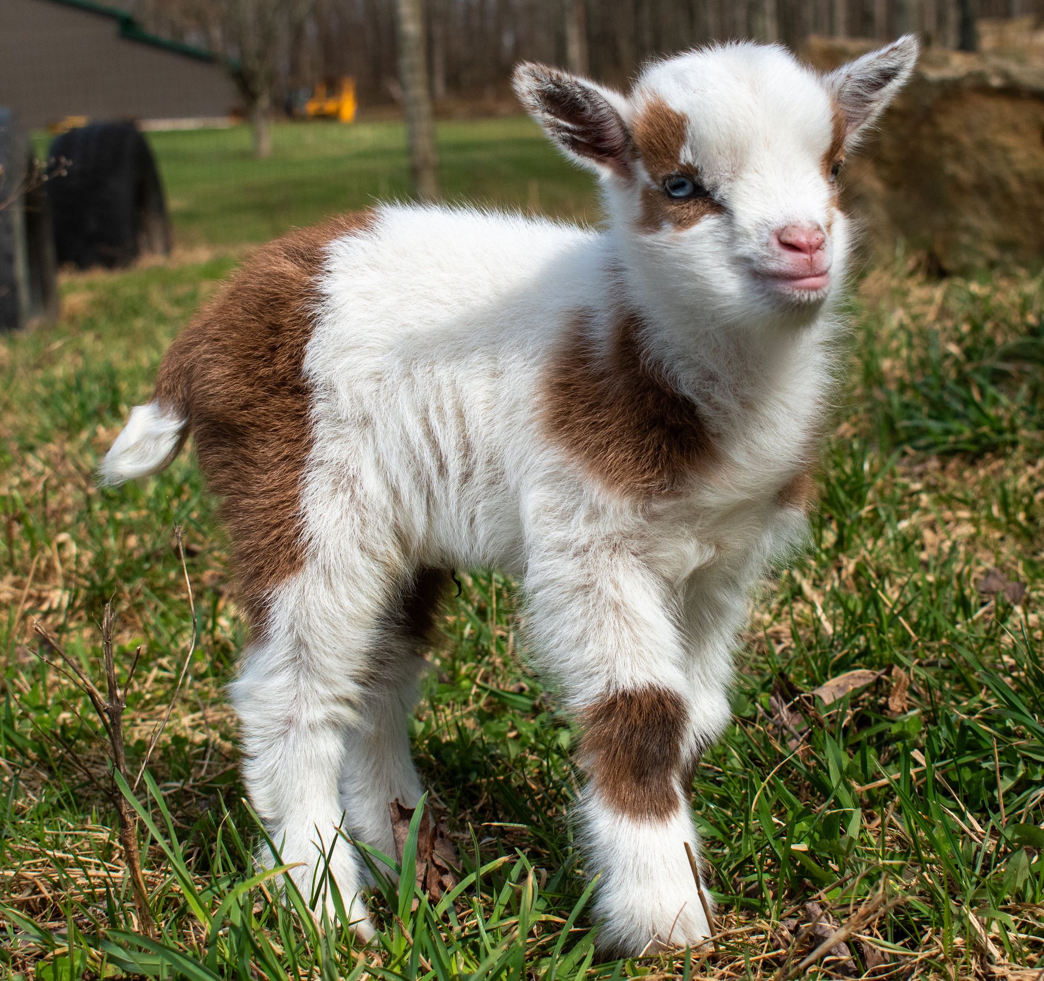 (SOLD) Poppy's - V1 Buckling (triplet litter)