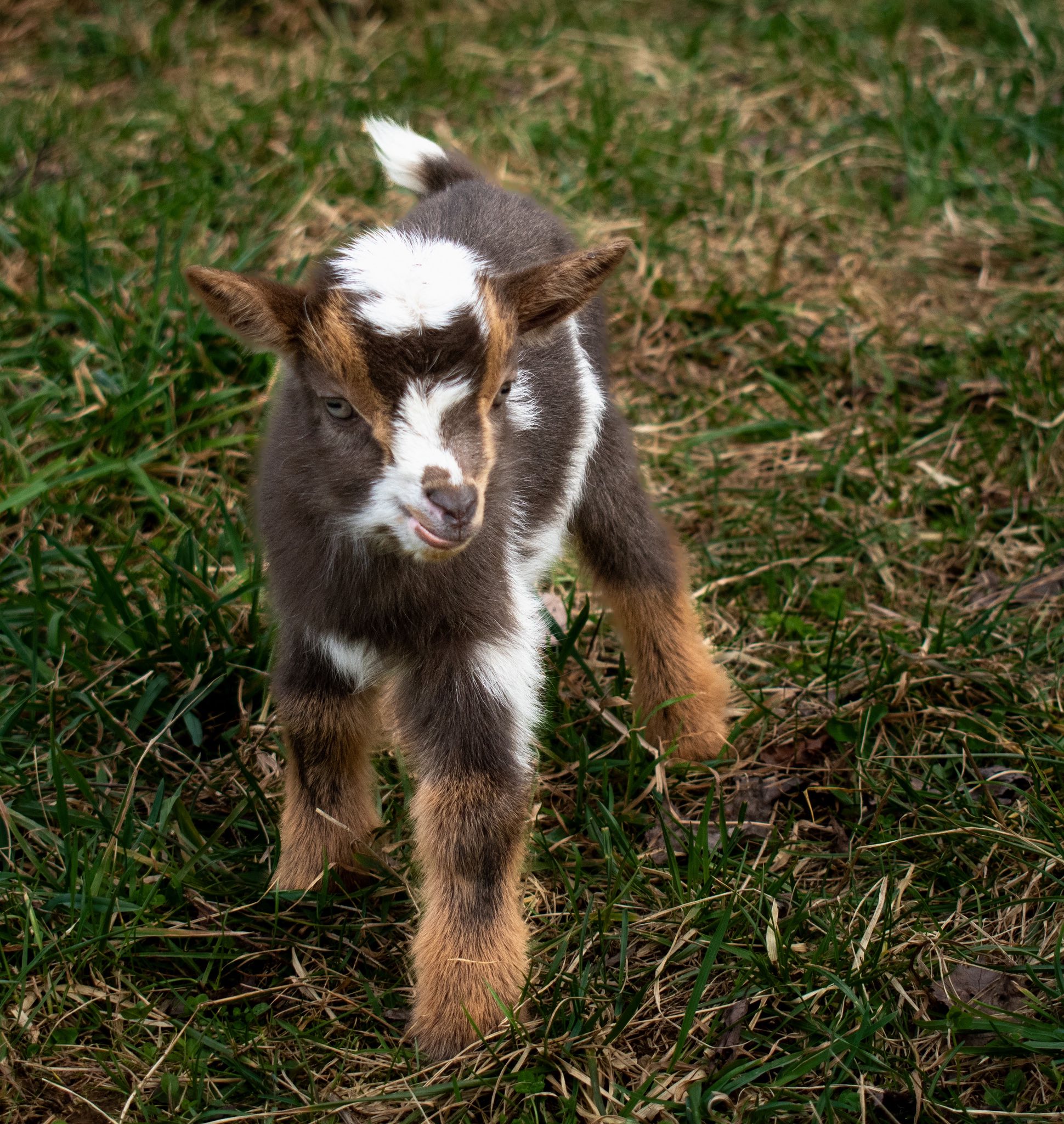 (SOLD) Poppy's - V3 Doeling (triplet litter)