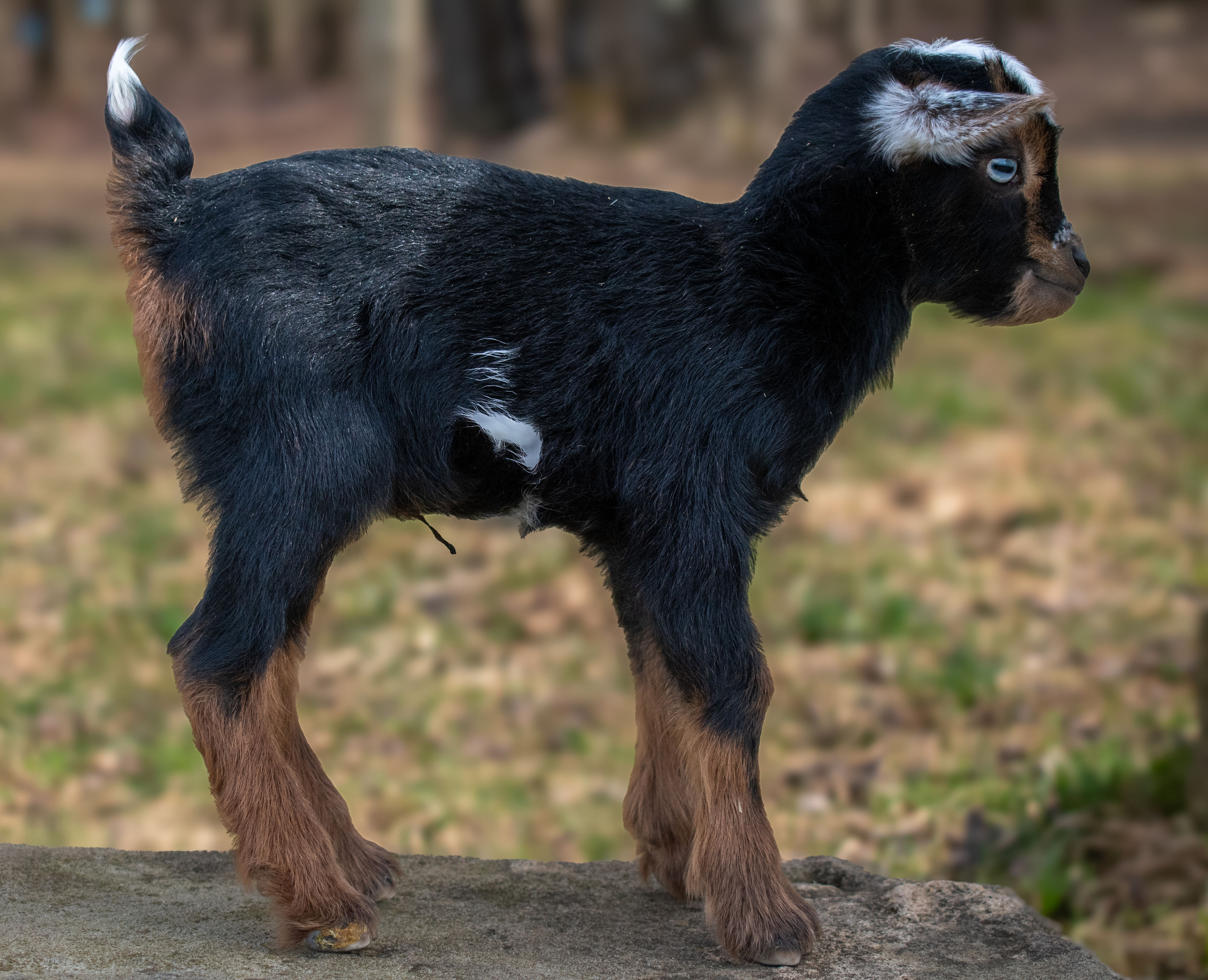 Martha's - V6 Doeling (triplet litter)