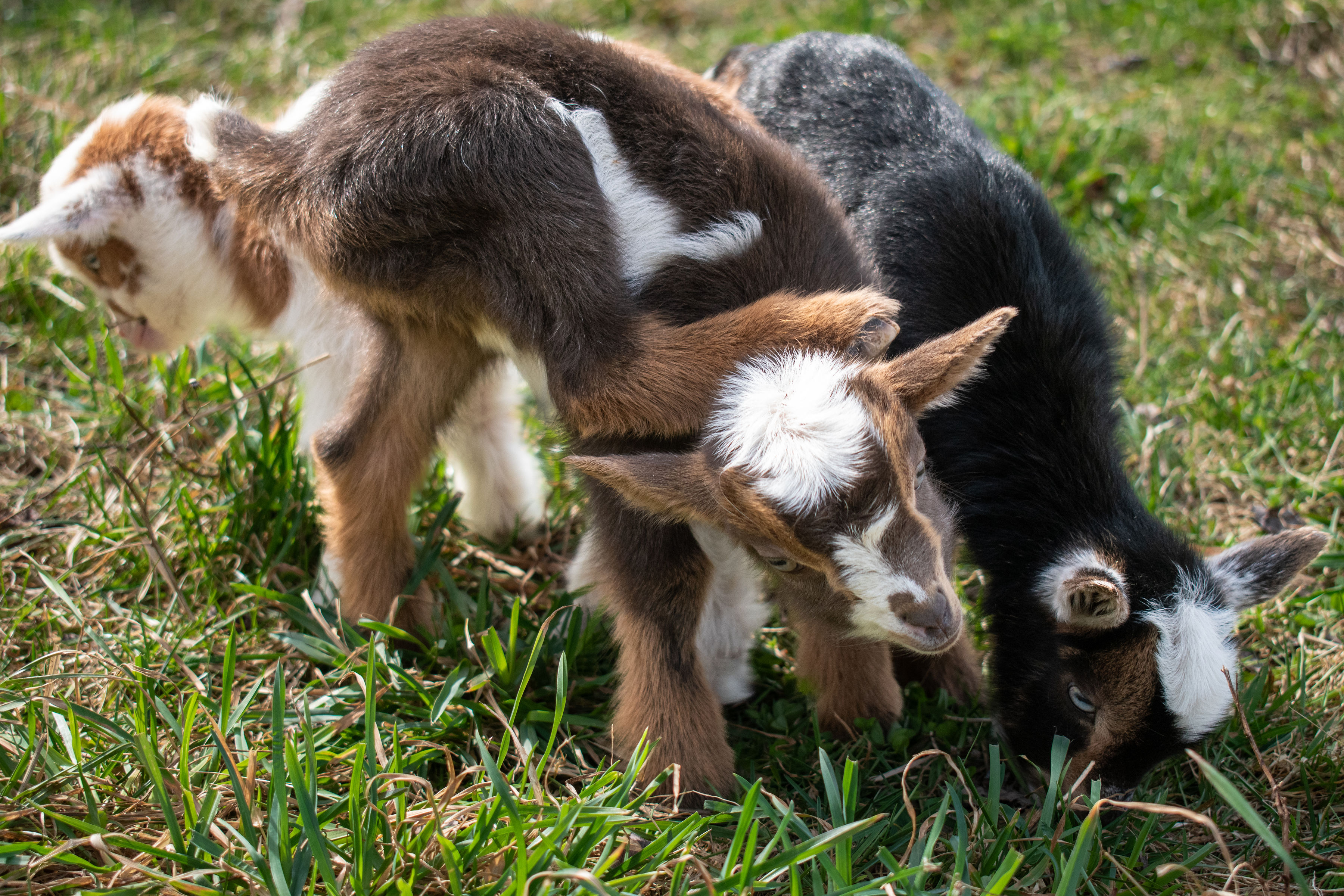 (SOLD) Poppy's - V3 Doeling (triplet litter)