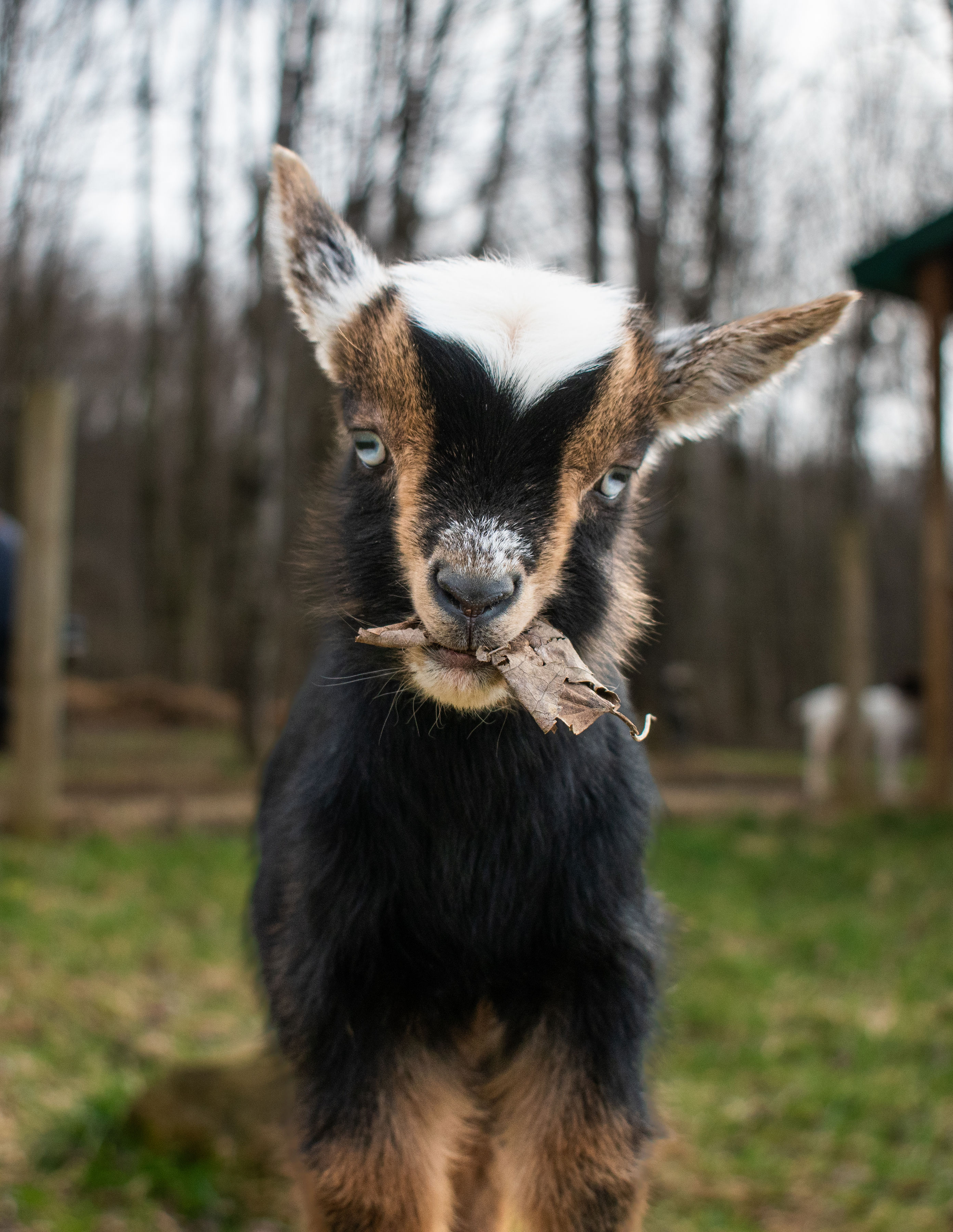 Martha's - V6 Doeling (triplet litter)