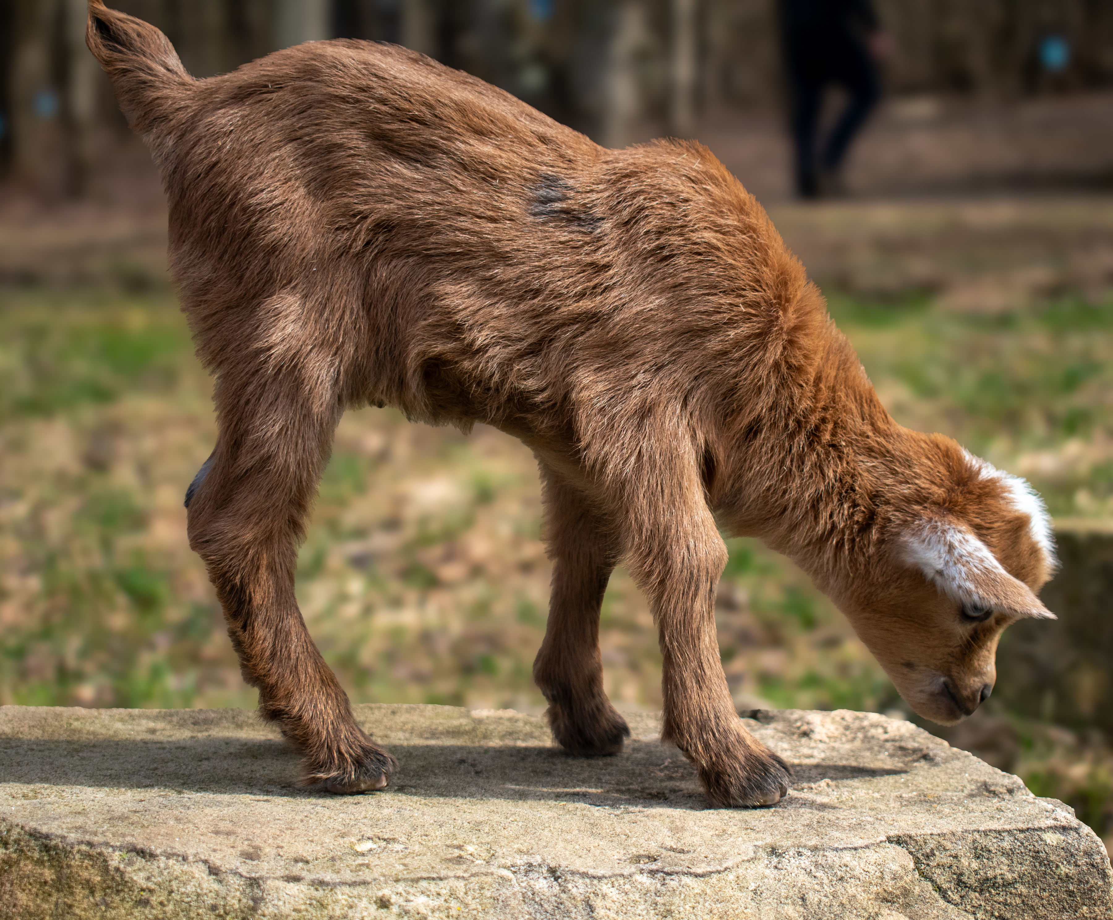 (SOLD) Martha's - V5 Doeling (triplet litter)