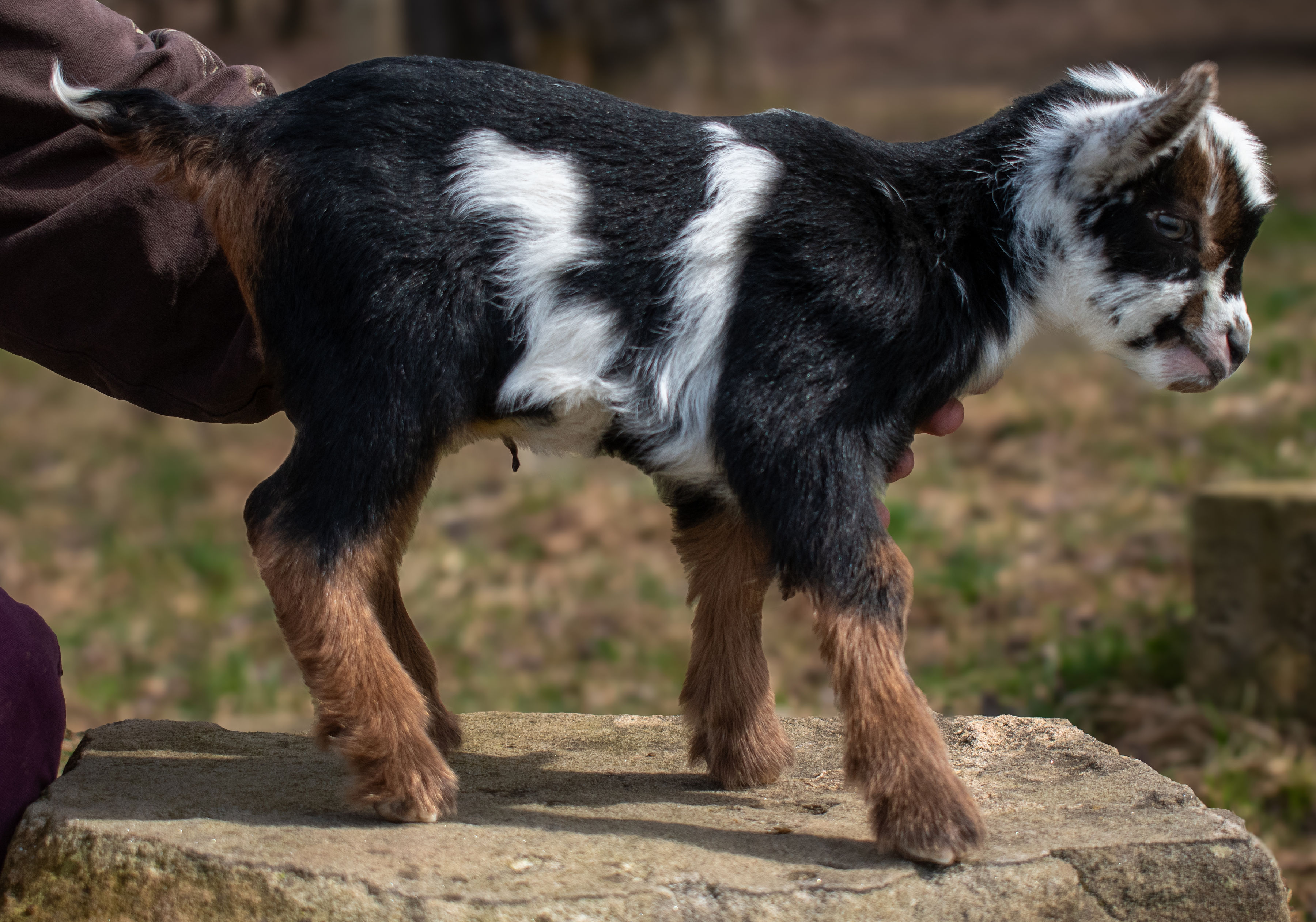 (SOLD) Martha's - V4 Buckling (triplet litter)