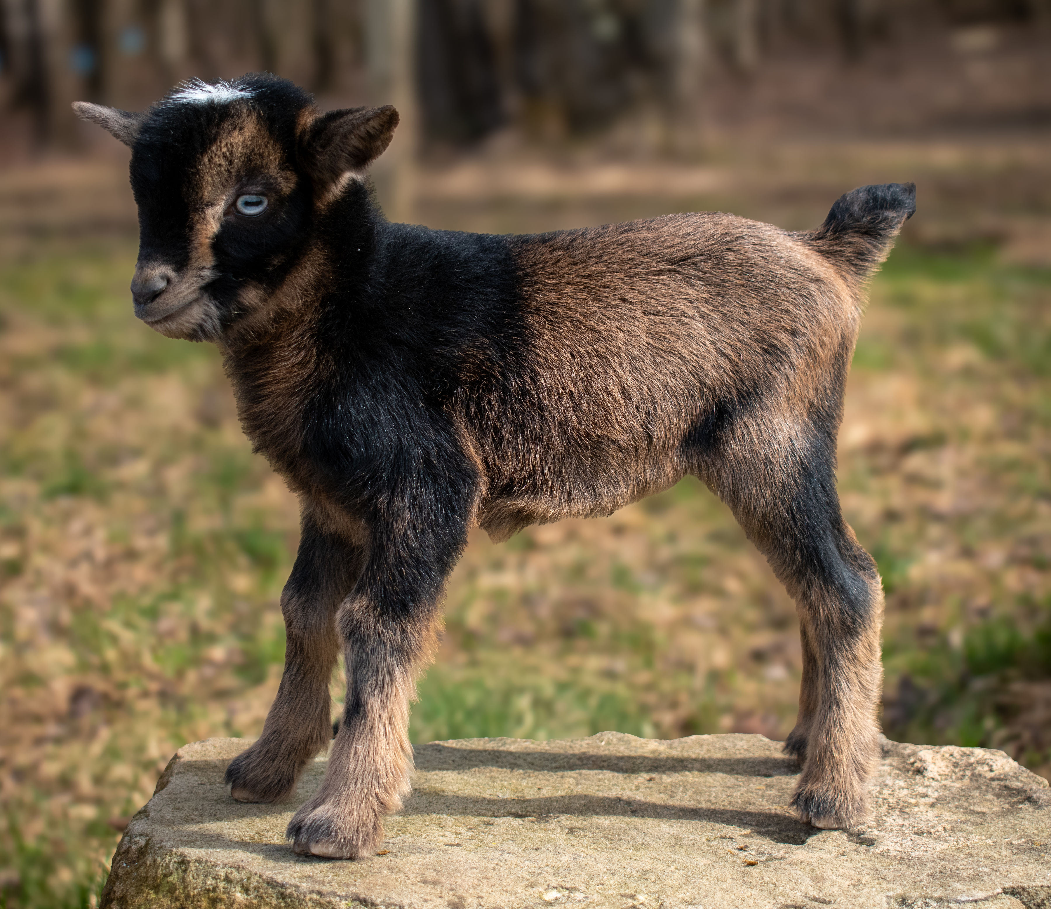 Clove's - V8 Doeling (twin litter)