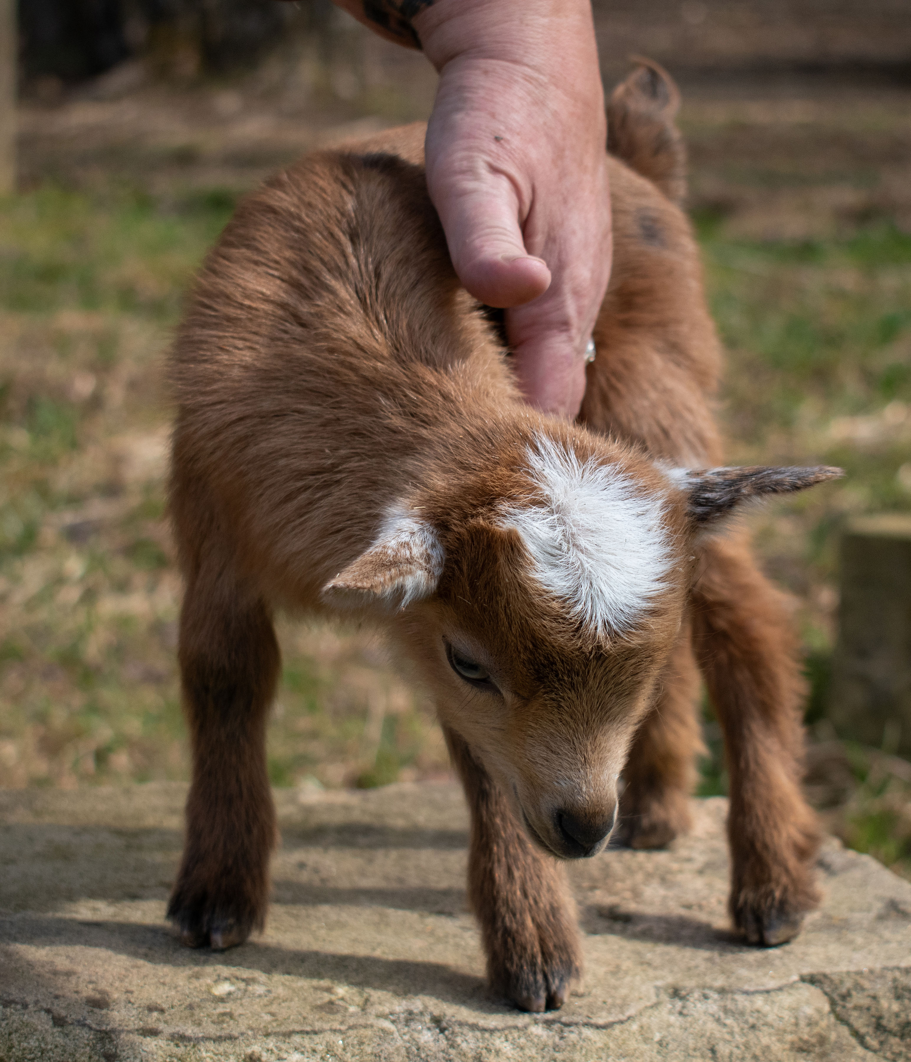 (SOLD) Martha's - V5 Doeling (triplet litter)