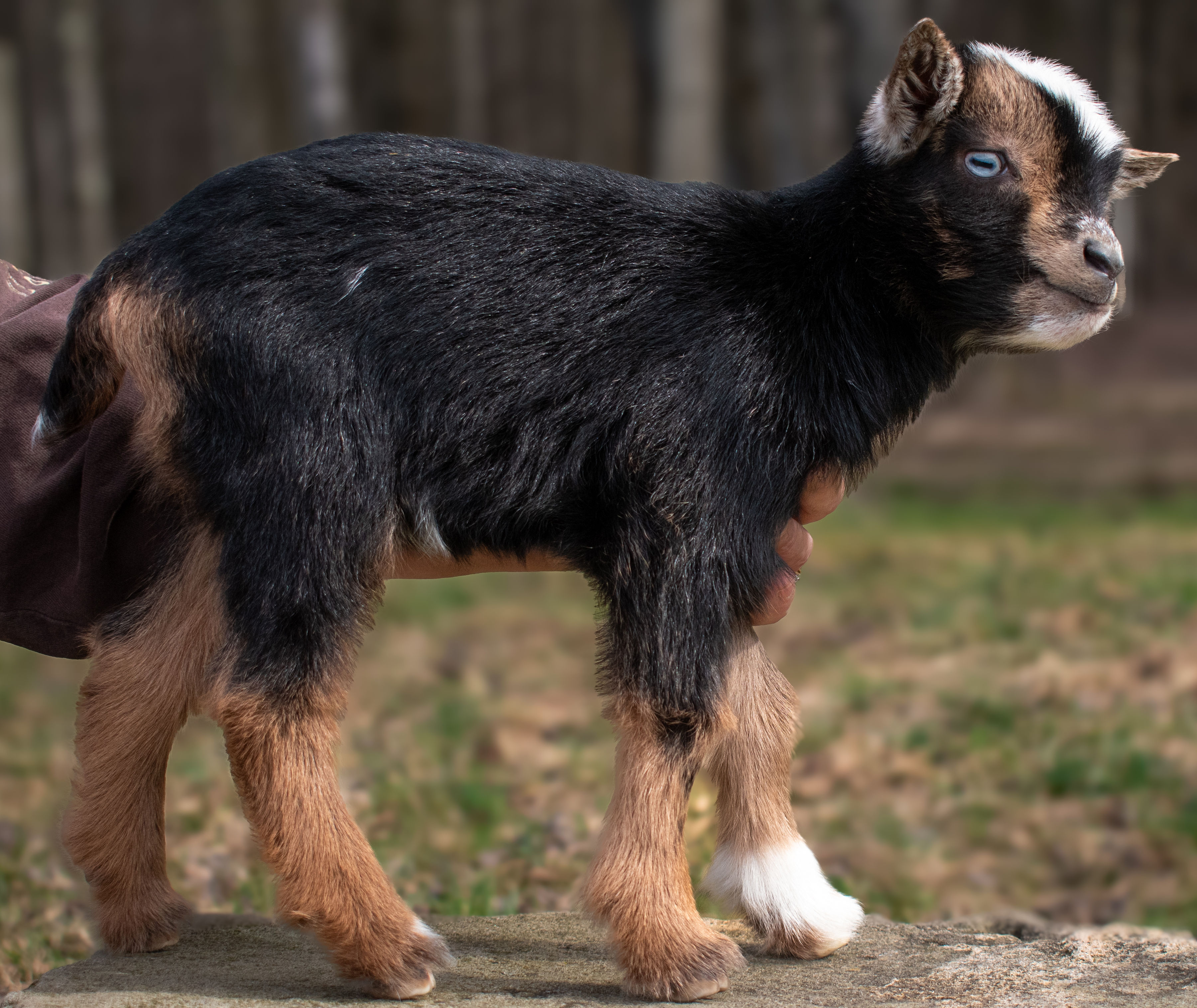 Poppy's - V2 Doeling (triplet litter)