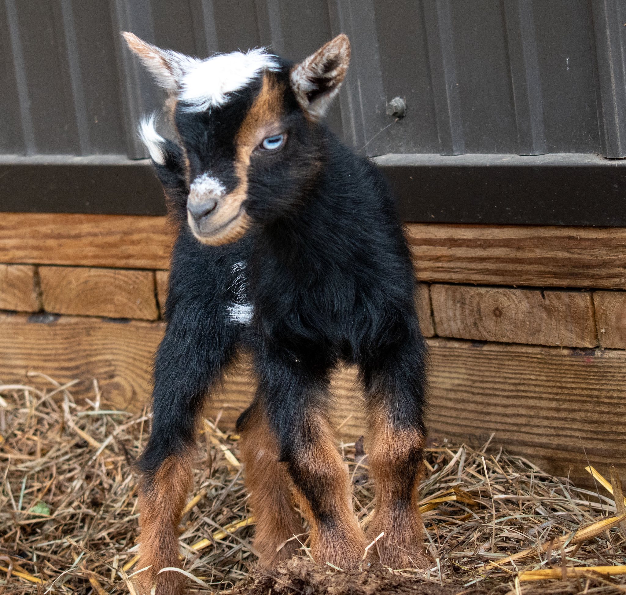 Martha's - V6 Doeling (triplet litter)