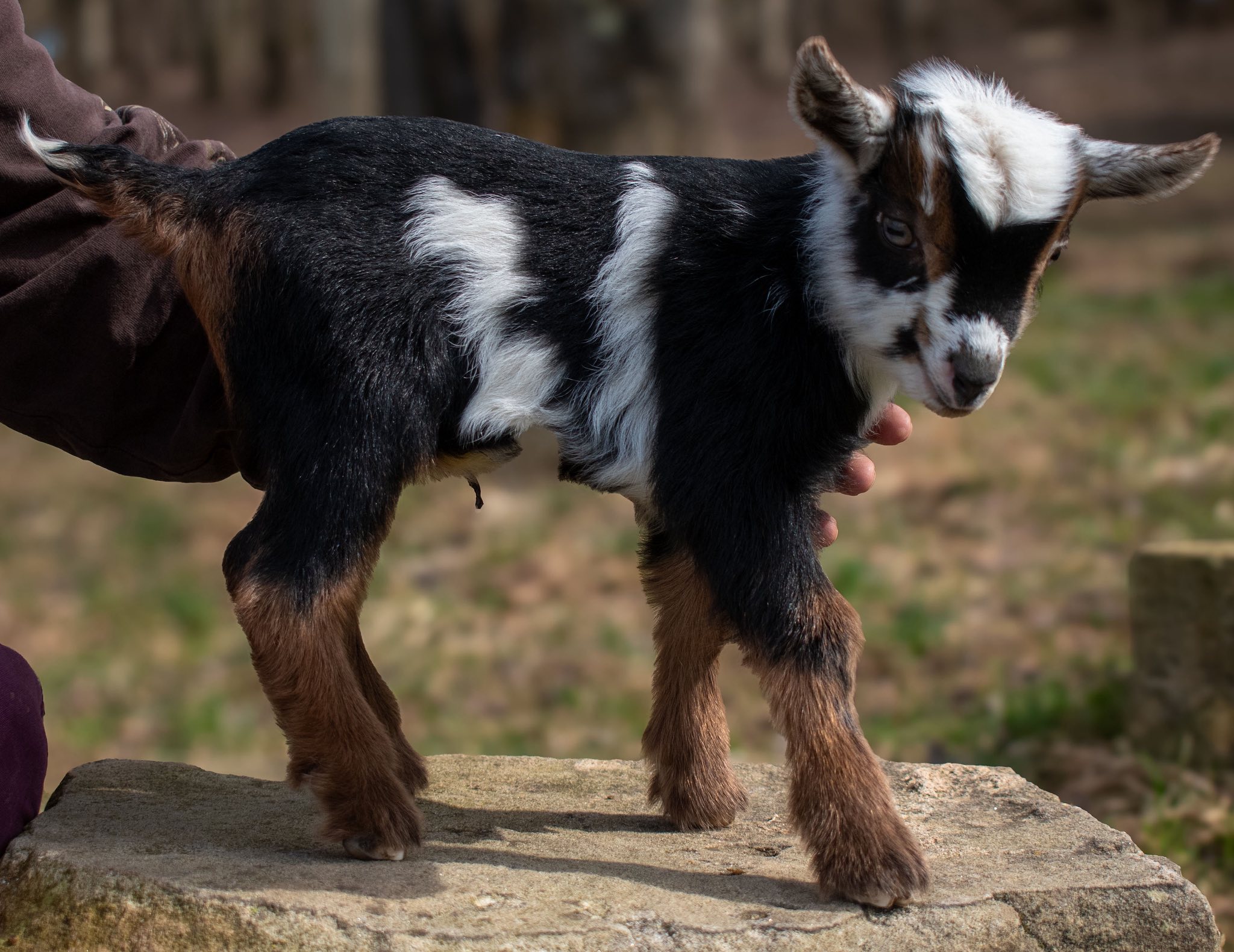 (SOLD) Martha's - V4 Buckling (triplet litter)