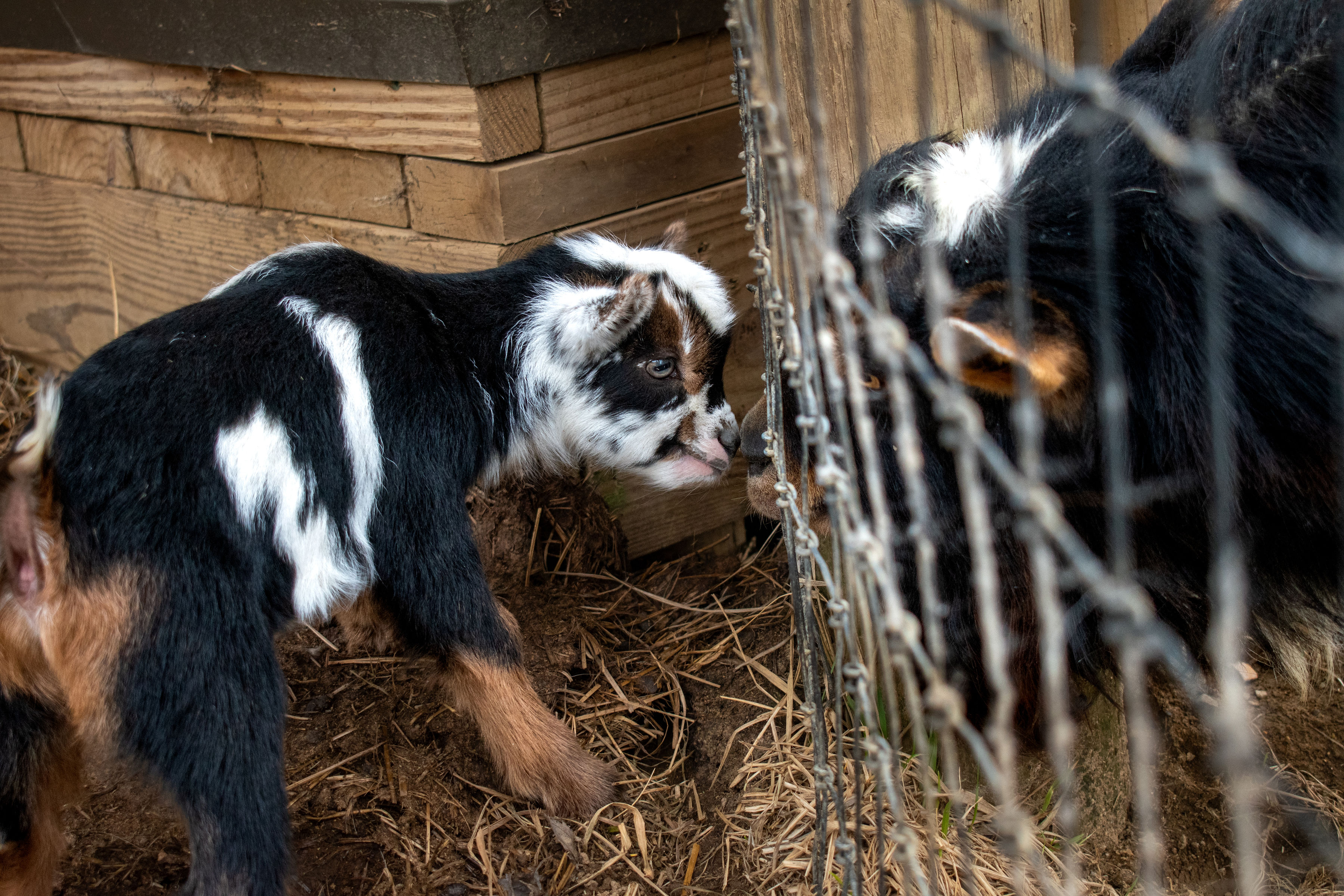 (SOLD) Martha's - V4 Buckling (triplet litter)