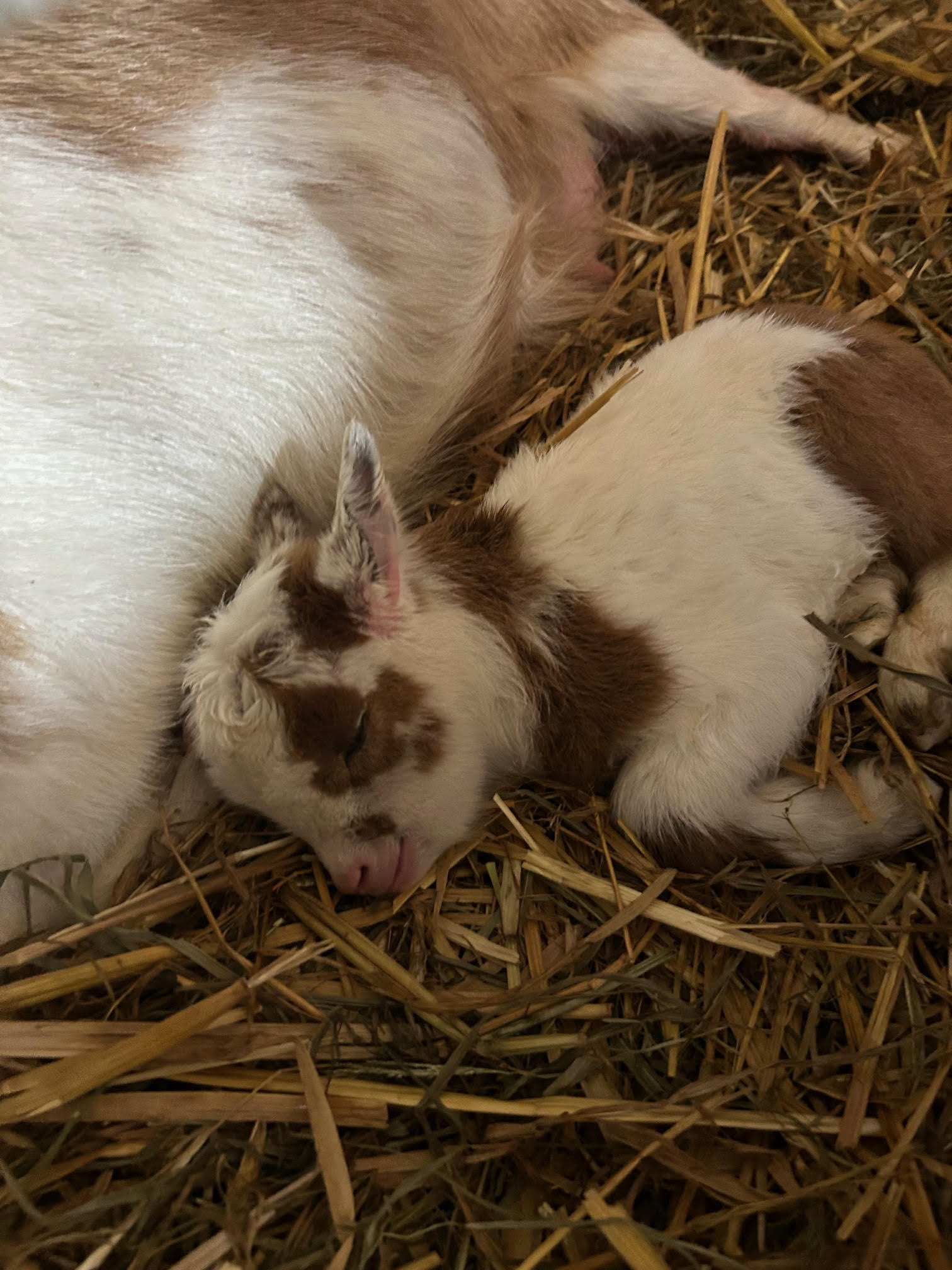 (SOLD) Poppy's - V1 Buckling (triplet litter)