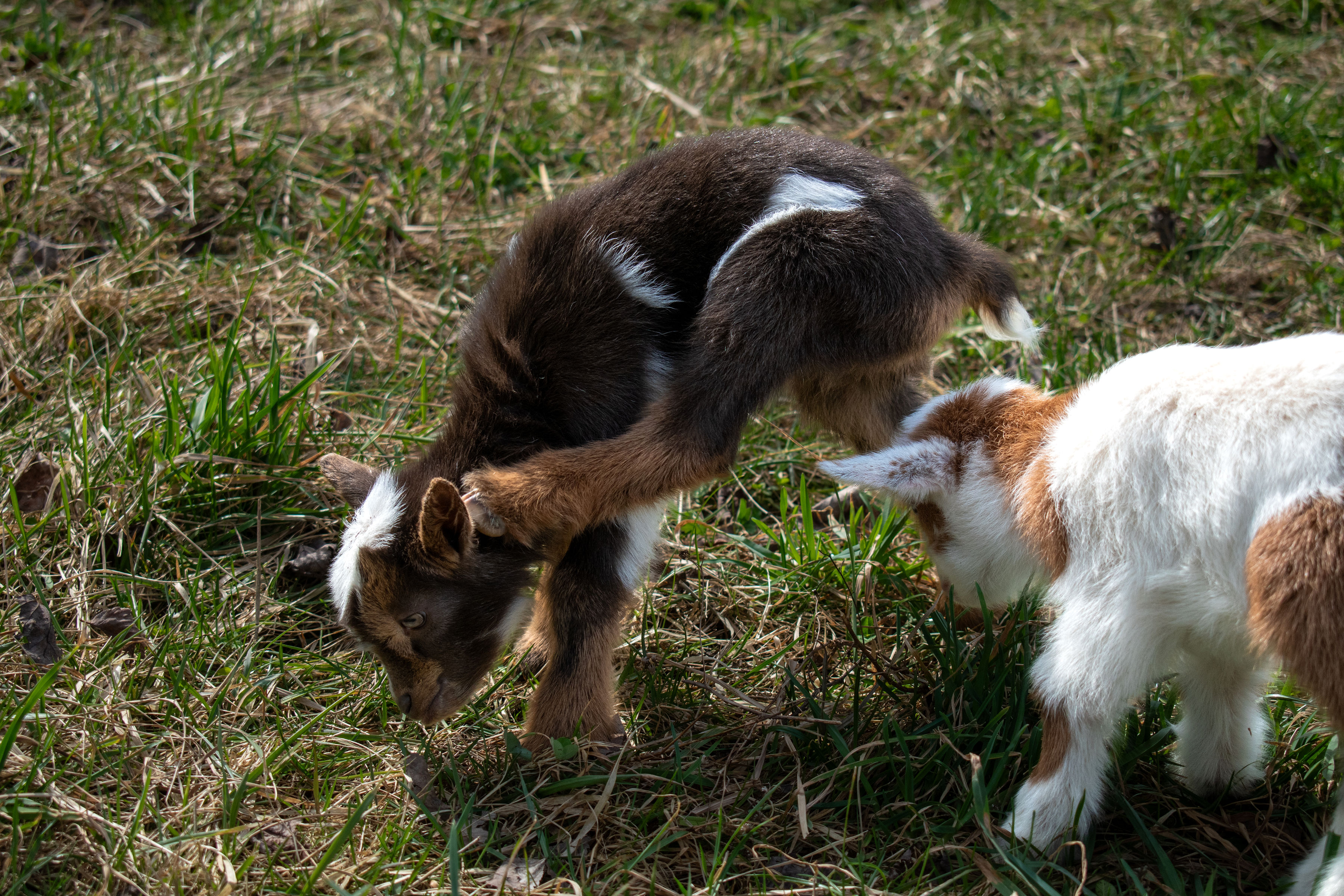 (SOLD) Poppy's - V3 Doeling (triplet litter)