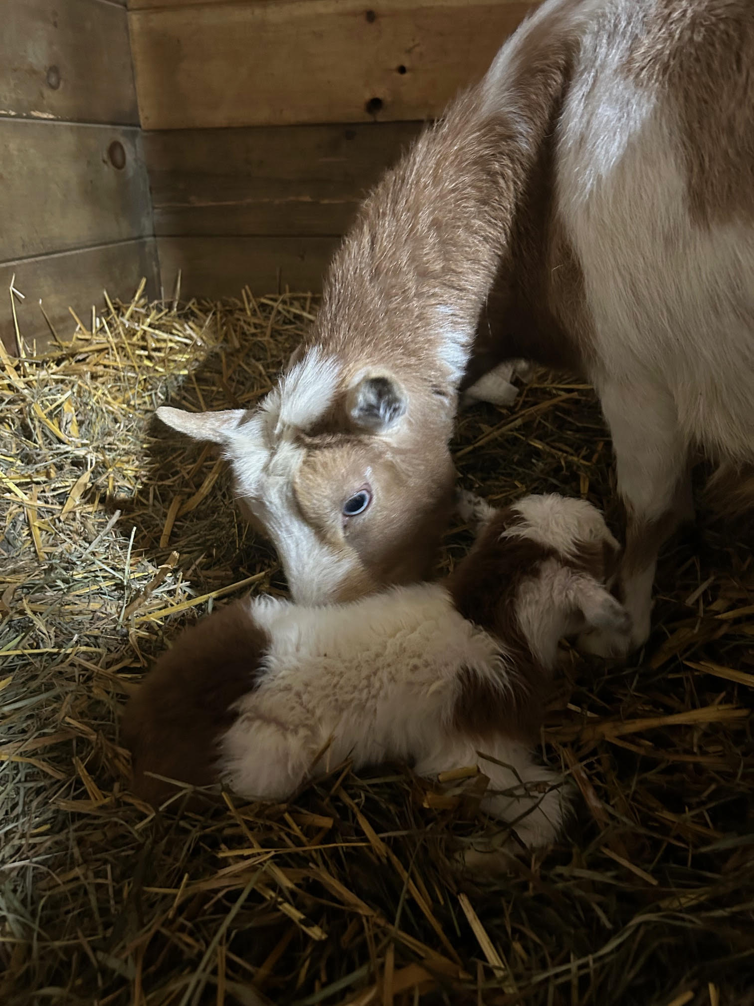 (SOLD) Poppy's - V1 Buckling (triplet litter)