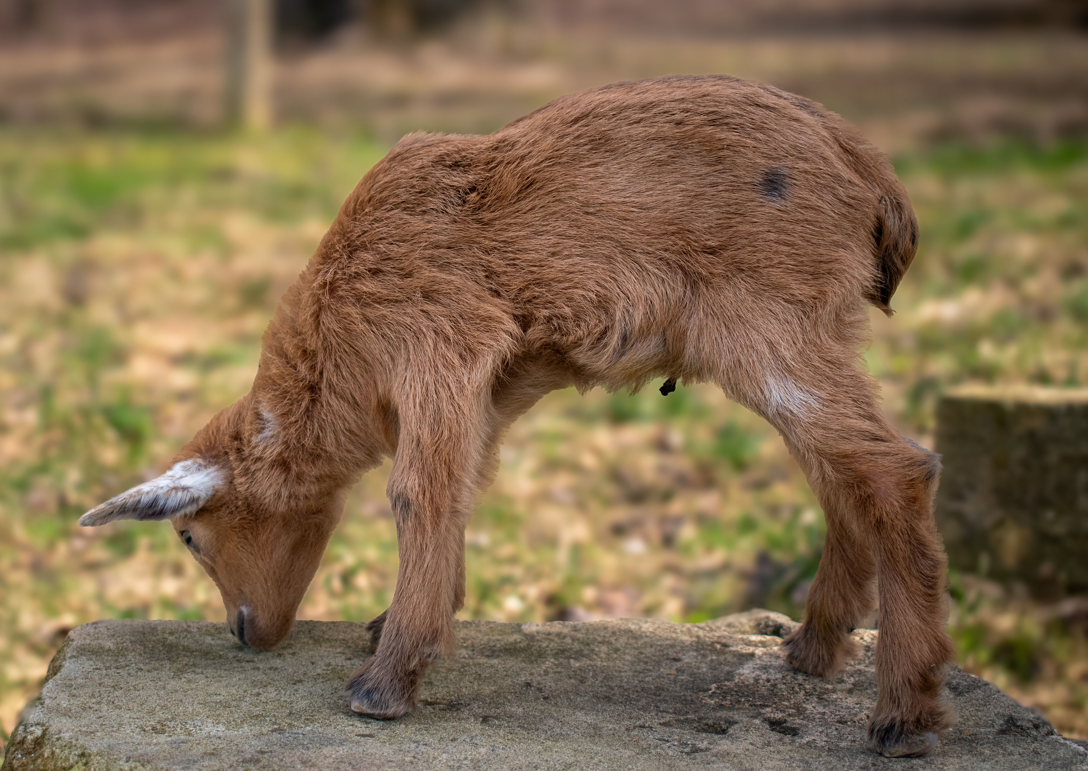 (SOLD) Martha's - V5 Doeling (triplet litter)