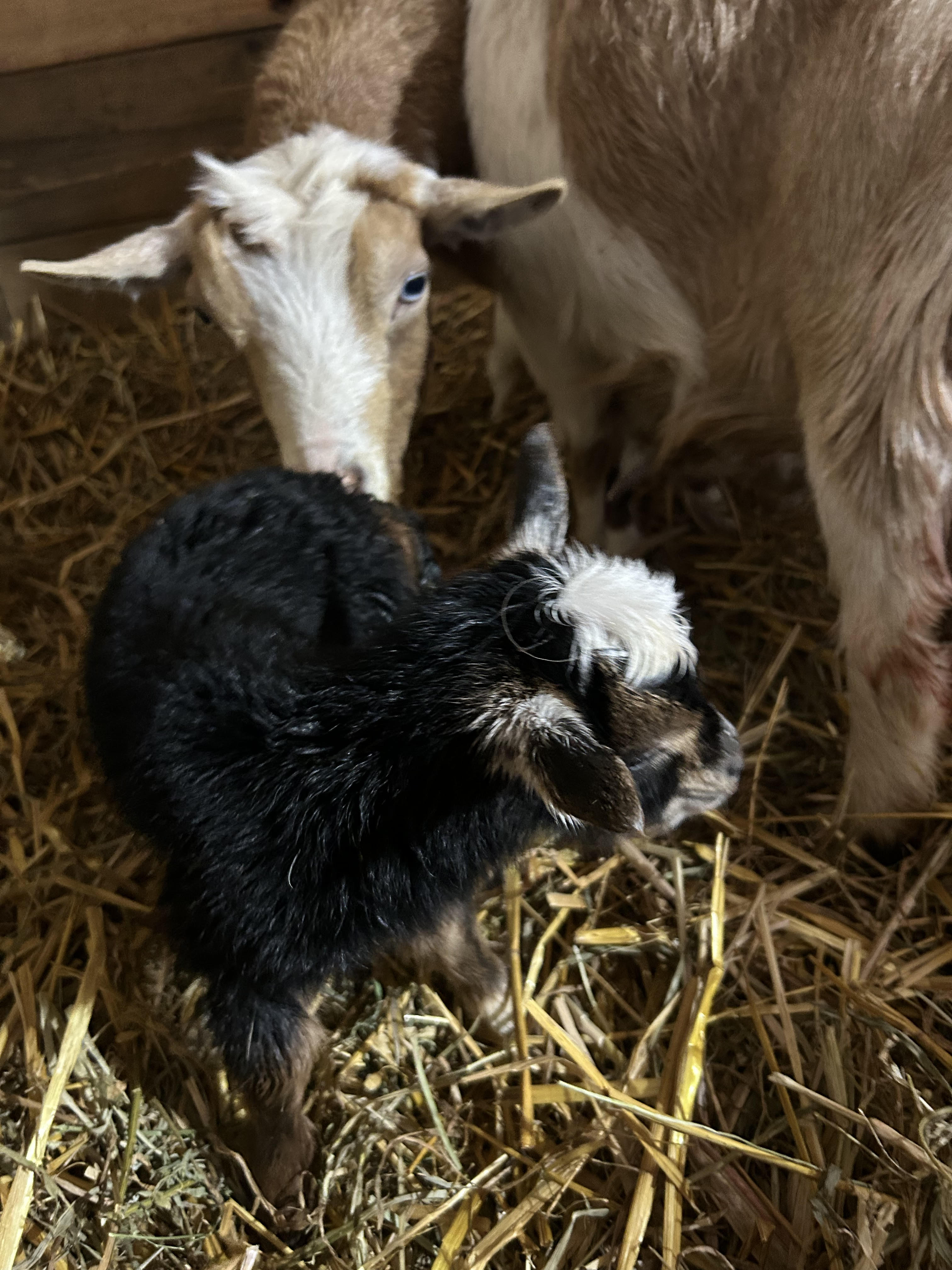 Poppy's - V2 Doeling (triplet litter)