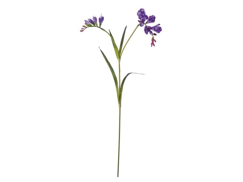 fresia purple