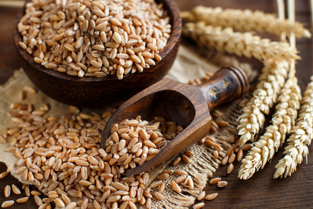 Organic Wheat Grains