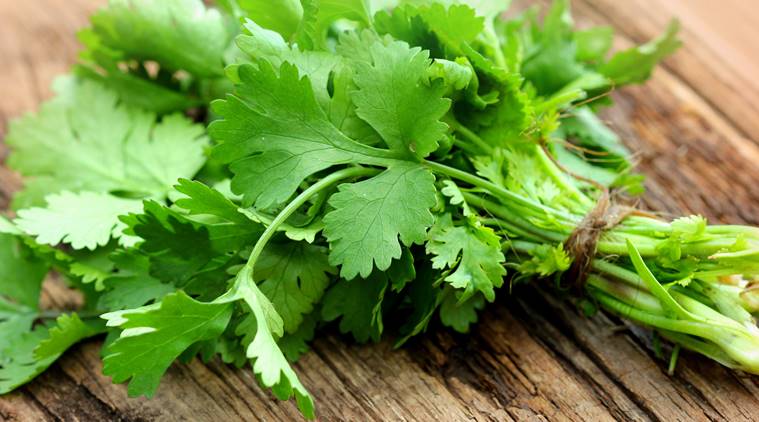 Fresh Coriander leaves