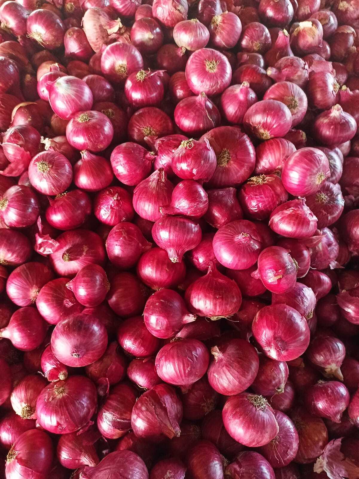 Fresh Onion