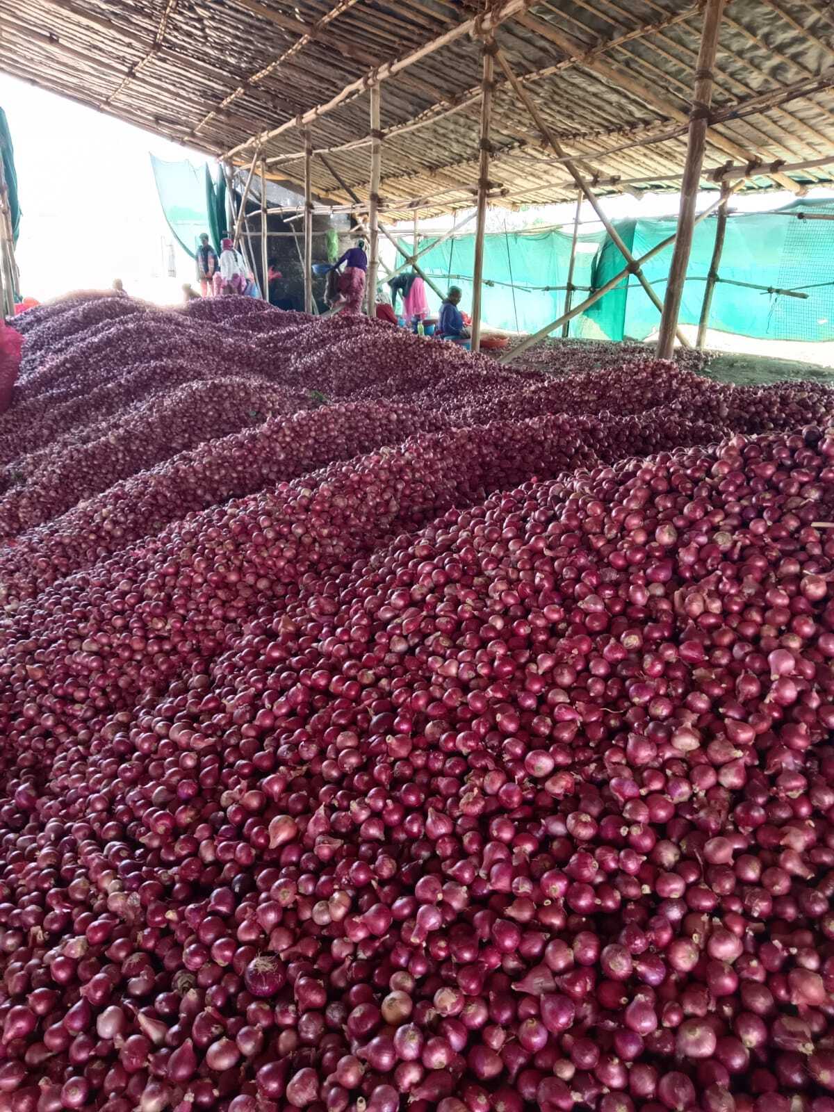Fresh Onion