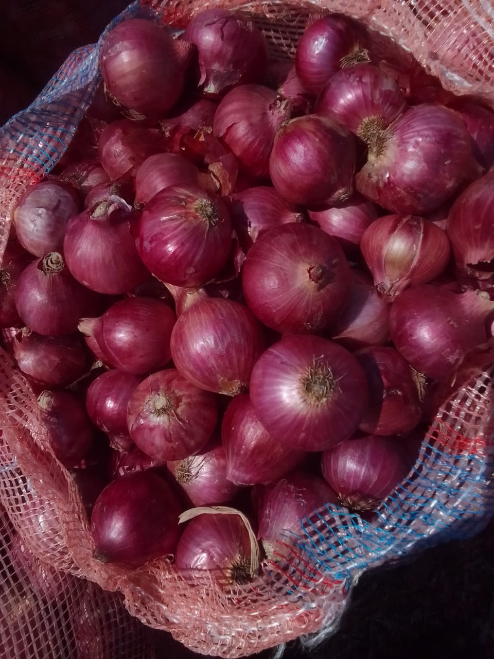 Fresh Onion