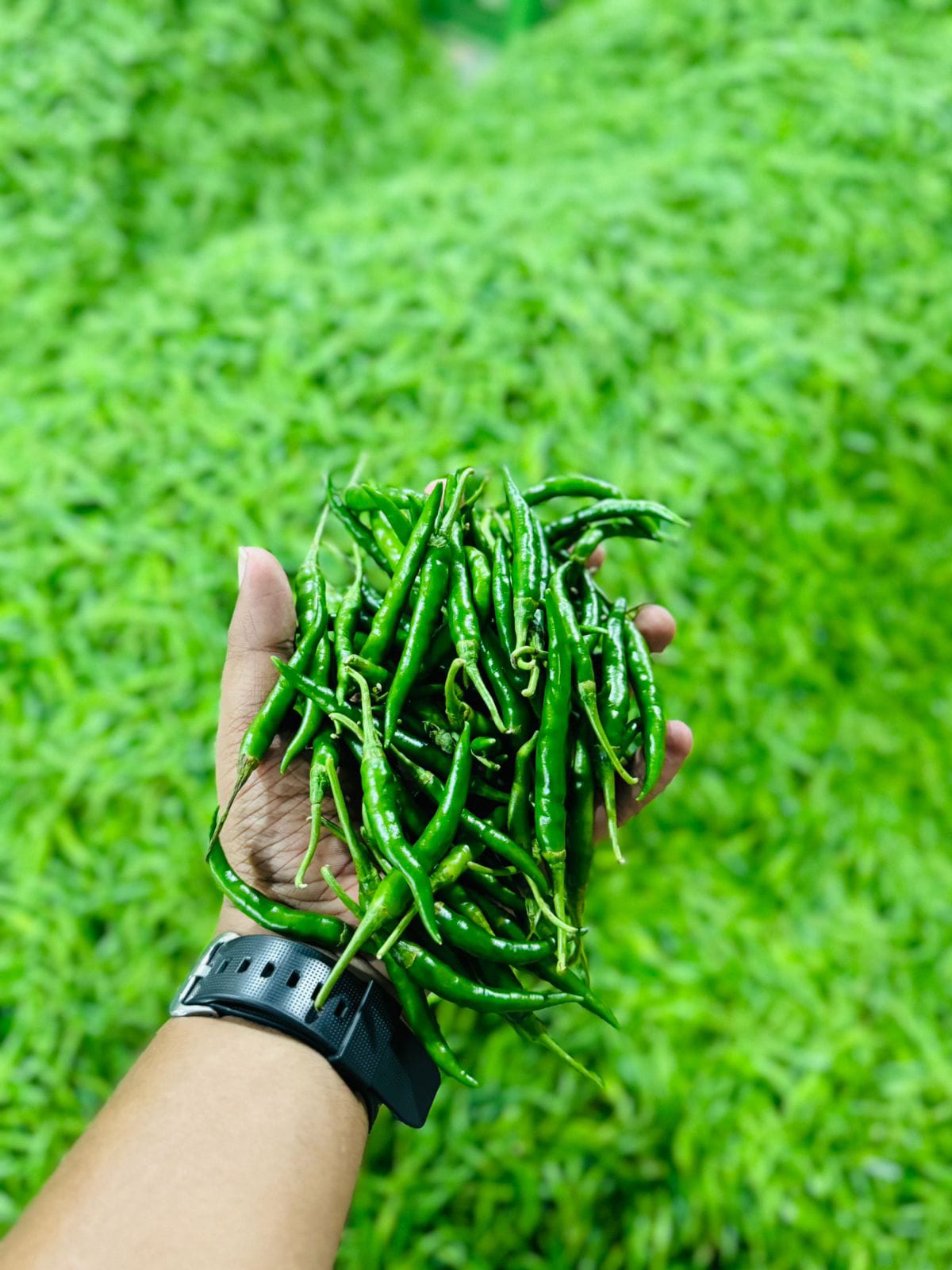 Green Chili
